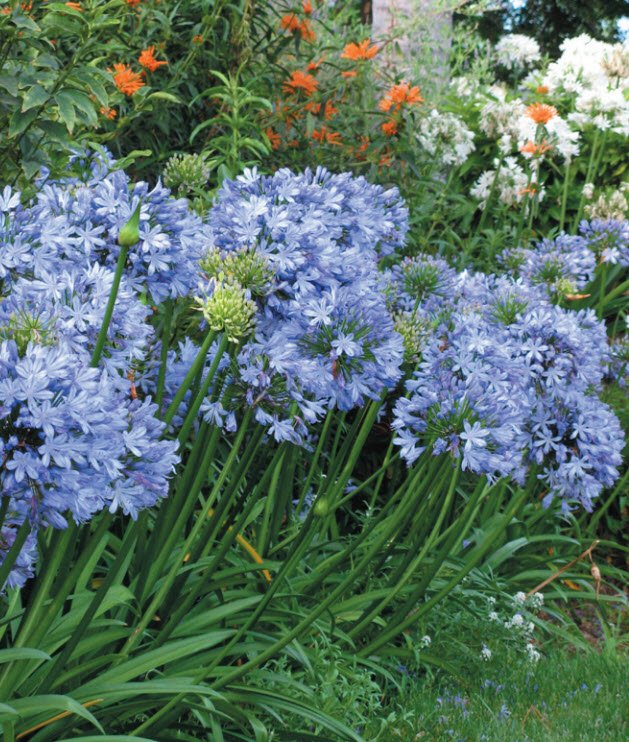 Agapanthus 'Sky Blue' | Lily of the Nile