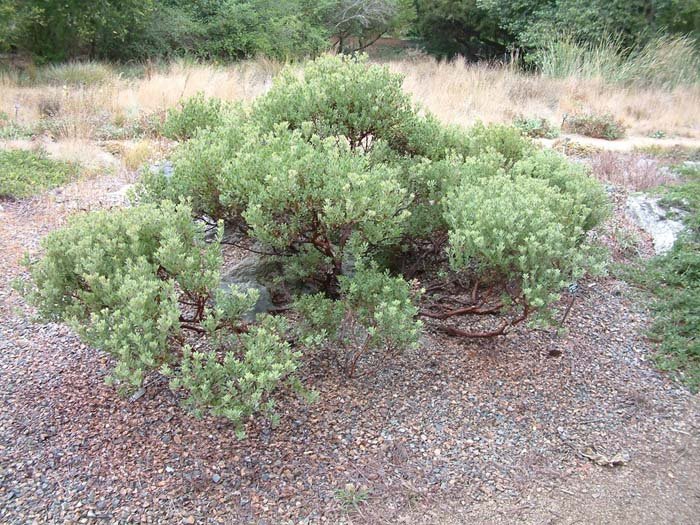 Arctostaphylos pumila | Sandmat Manzanita