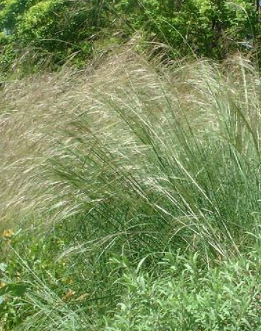 Nassella pulchra | Purple Needlegrass