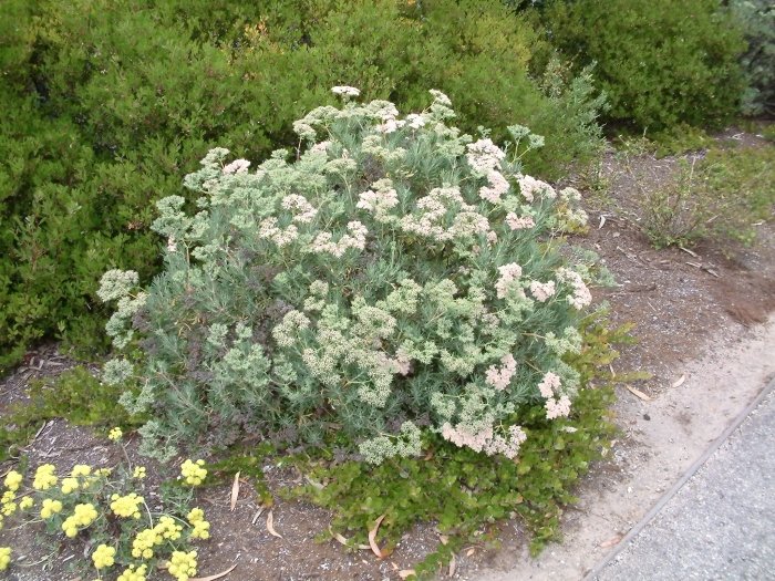 Eriogonum arborescens | Coastal Buckwheat