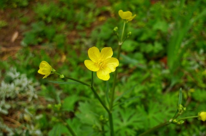 Ranunculus californicus | California Buttercup