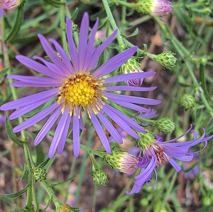 Symphyotrichum chilense | Coast Aster