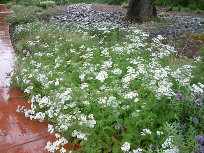Achillea millefolium | Common Yarrow