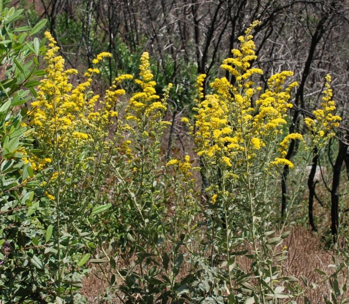 Solidago californica | California Goldenrod
