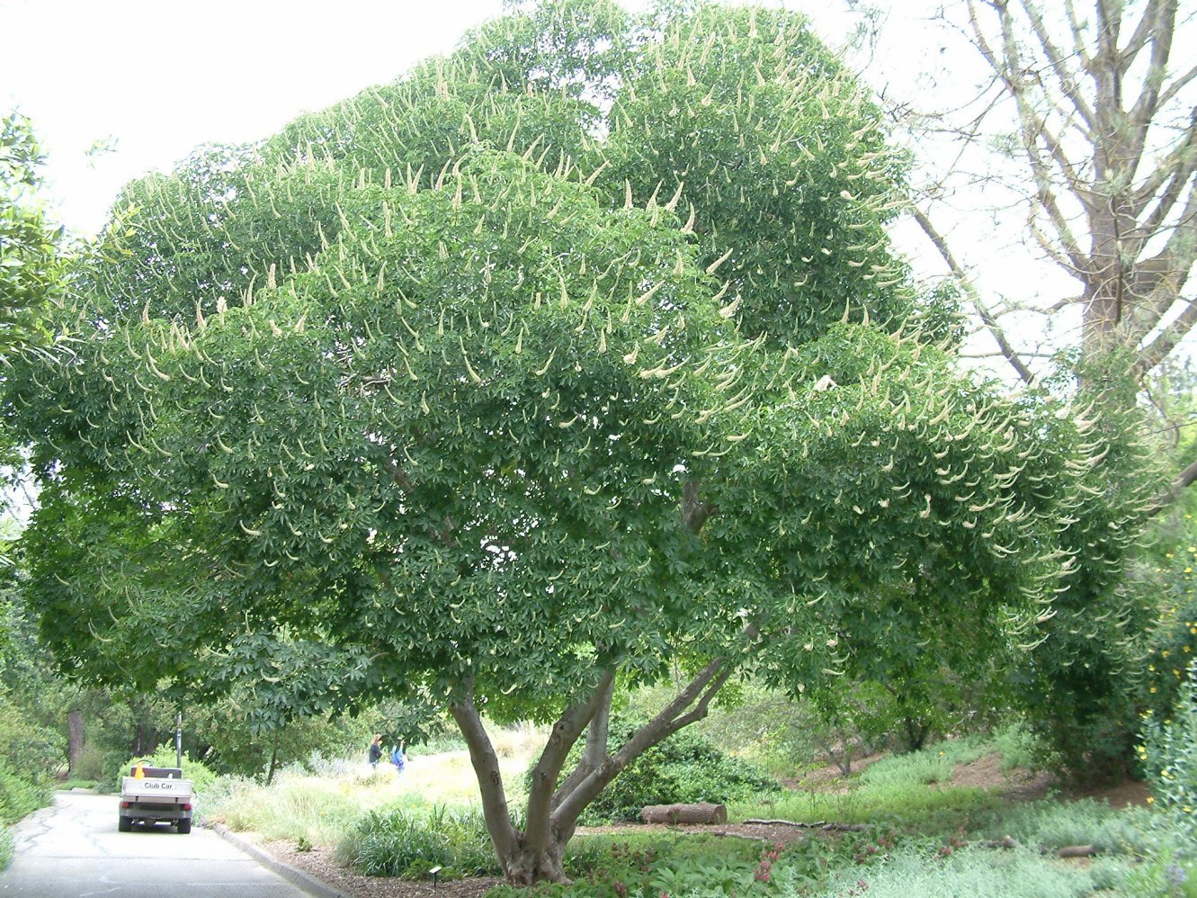 Aesculus californica | California Buckeye