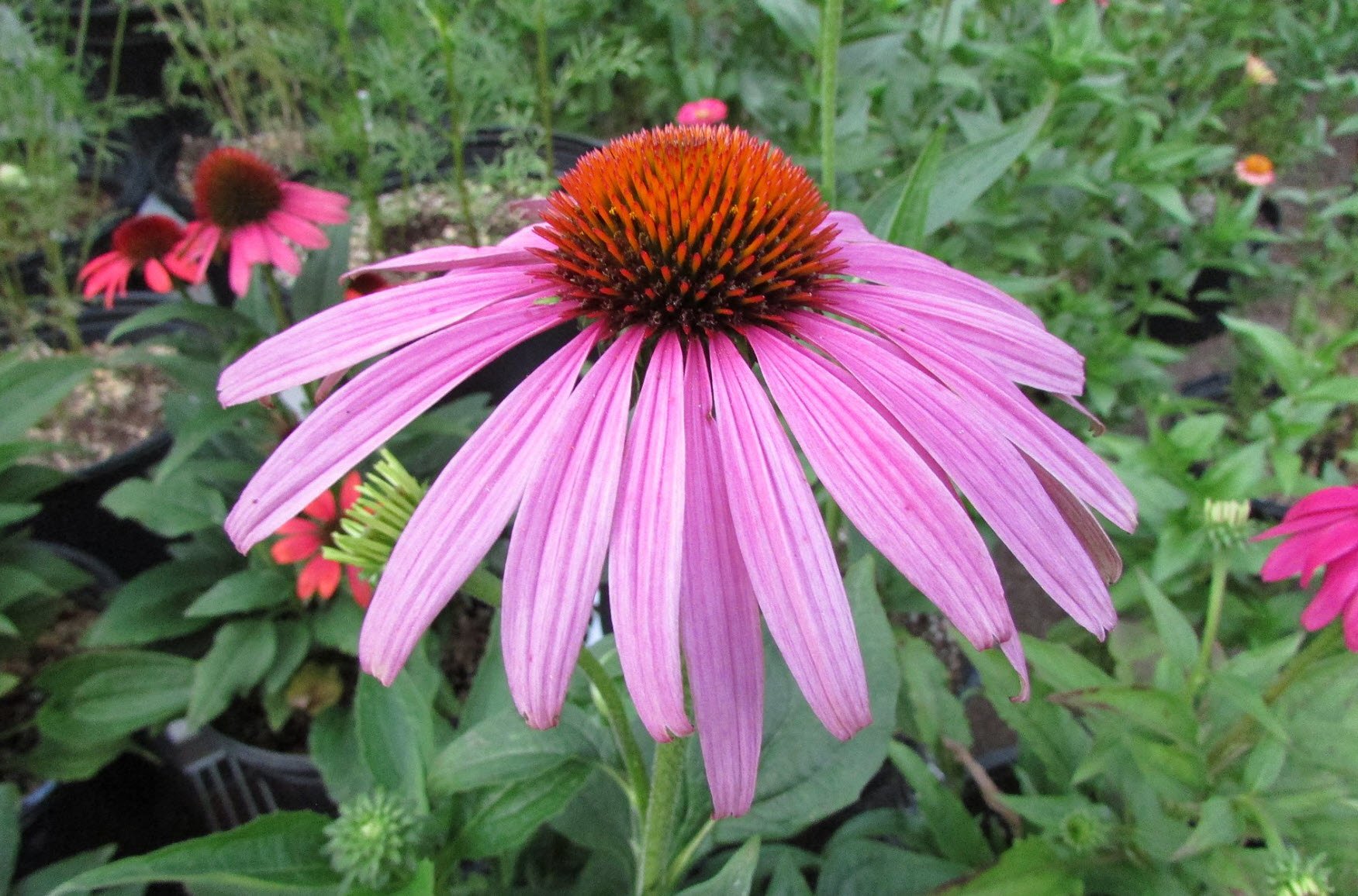 Echinacea purpurea 'Prairie Splendor' | Coneflower