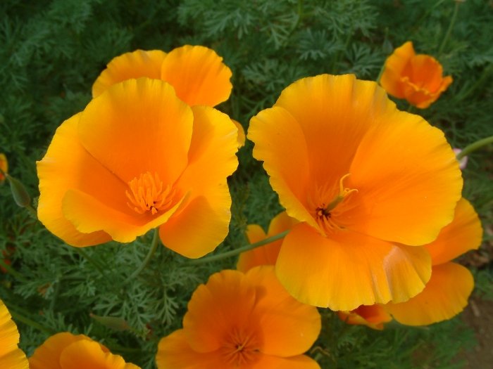 Eschscholzia californica | California Poppy