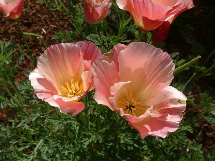 Eschscholzia caliofrnica 'Rose Chiffon' | Pink California Poppy