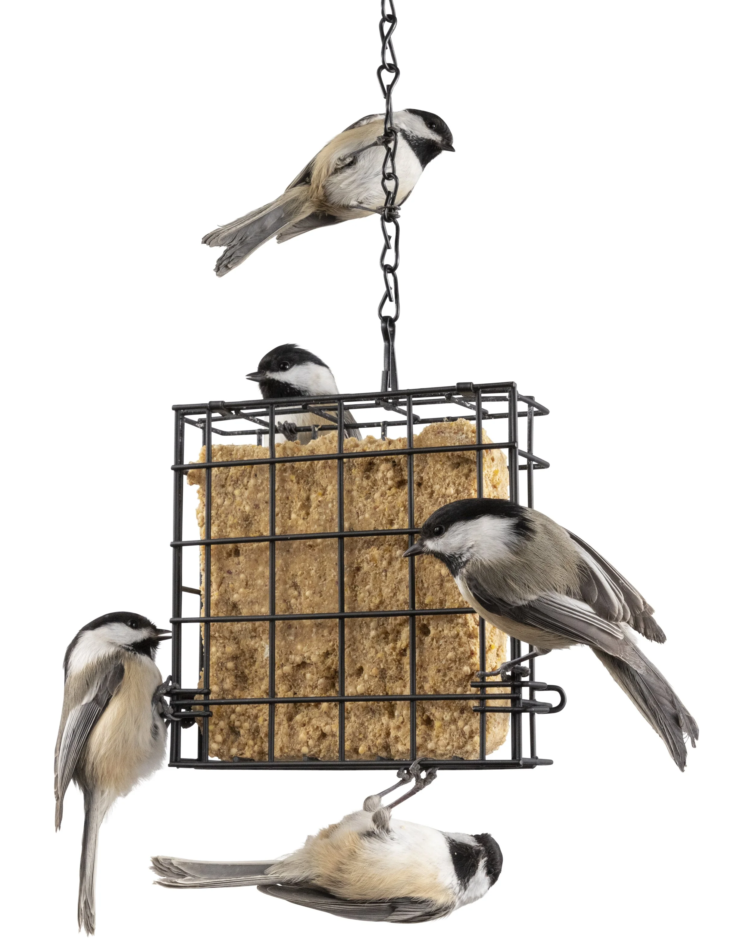 Feeder 07055 copy.jpg