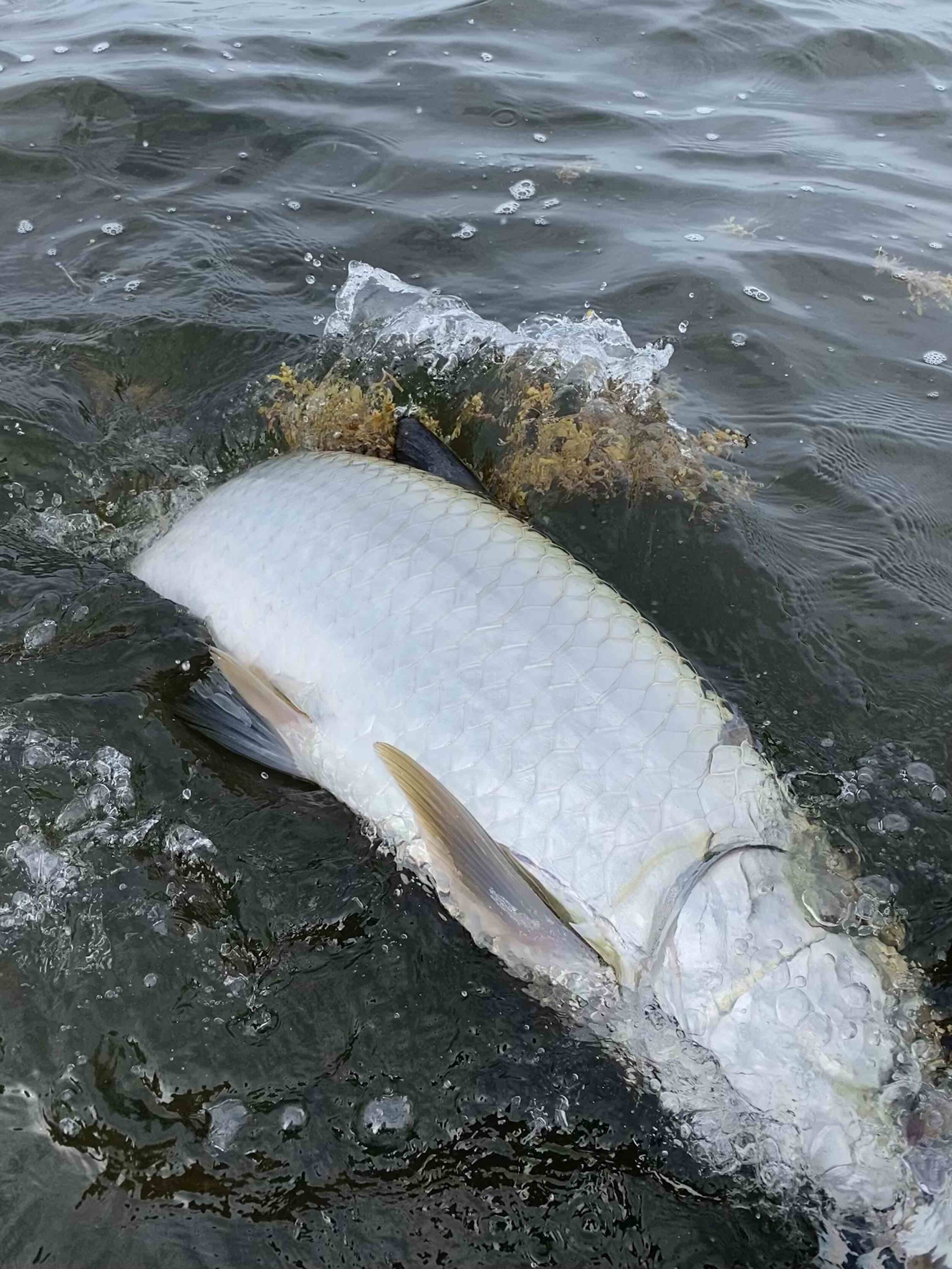 tarpon release islamorada.jpg