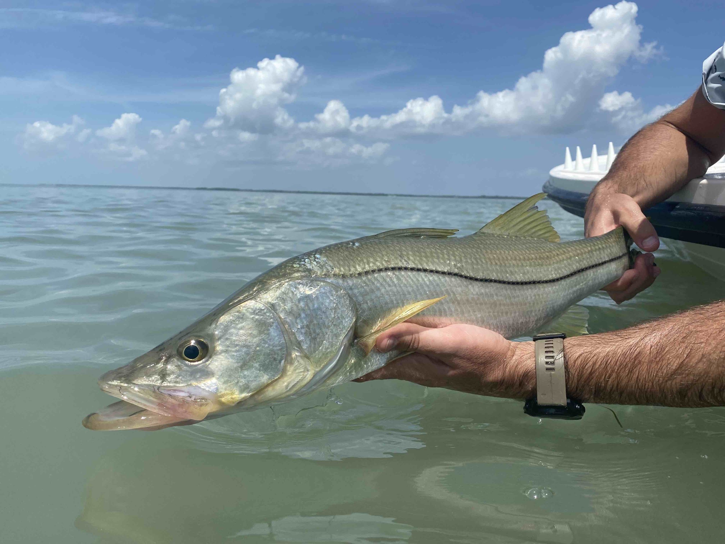 Snook Fly Fishing Everglades