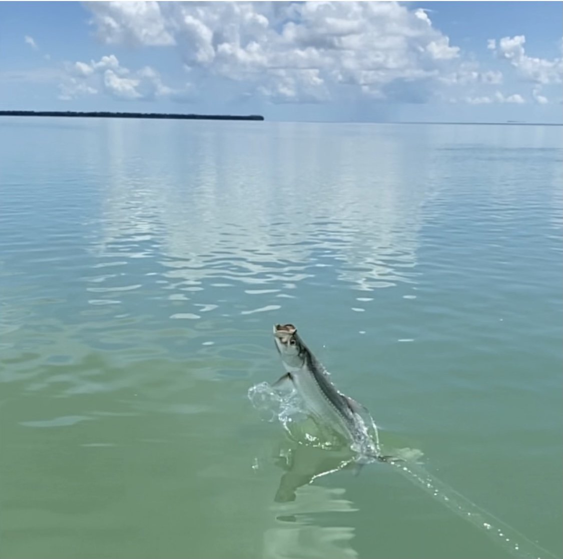 Tarpon Fly Fishing Everglades Islamorada