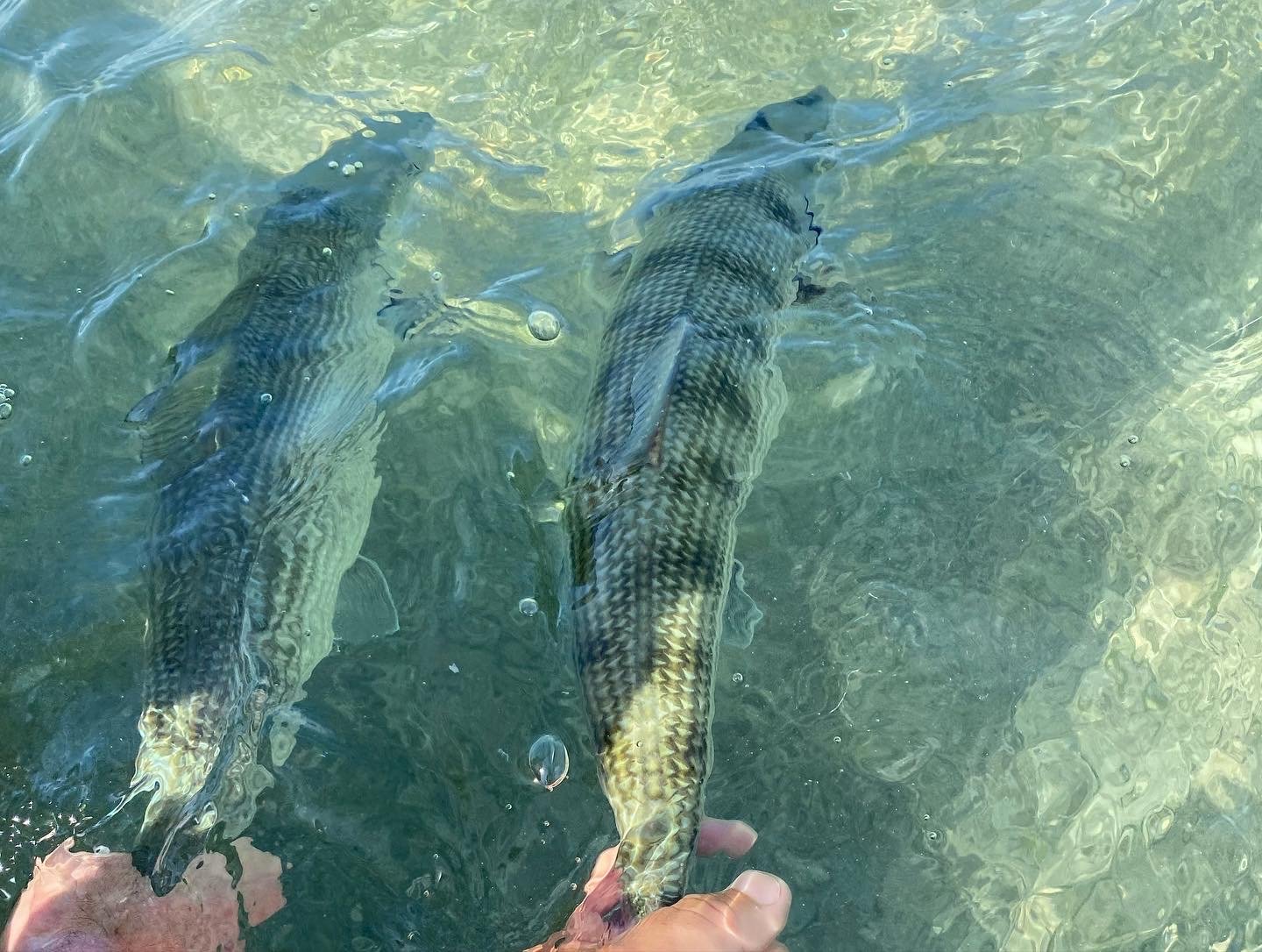 Bonefishing in the Keys