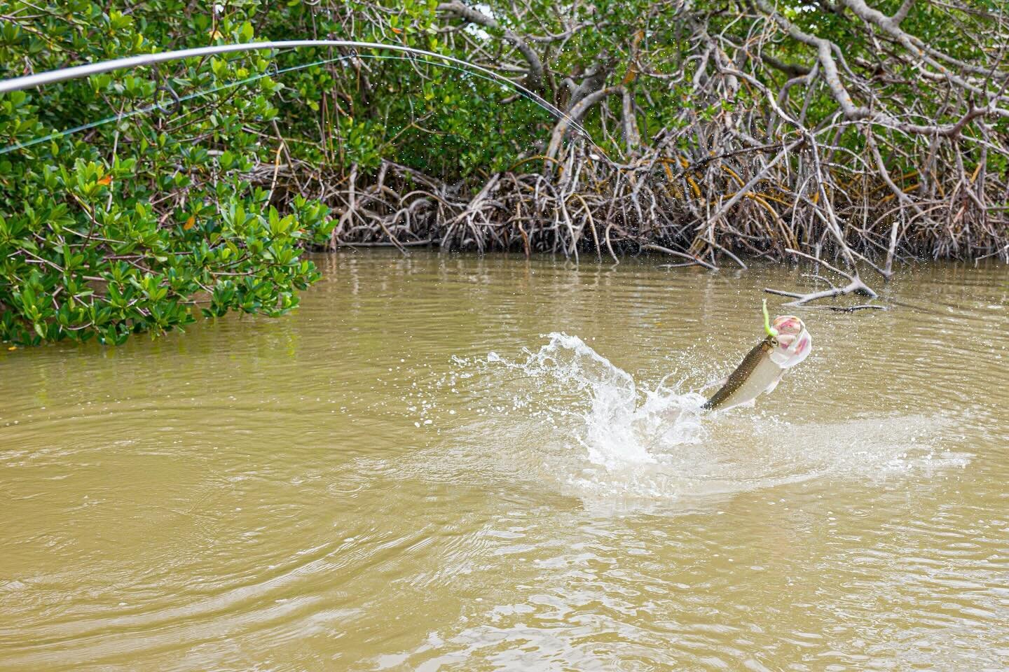 Pretty badass day fishing with &ldquo;Evenflow&rdquo; @ferzan and &ldquo;newports&rdquo; @jwaal We spent a lot of time in the trees, saw some crocs, I ate a soggy sandwich, caught some poon, snooks, redfish, and learned industry jargon.
&hellip;.
#ev