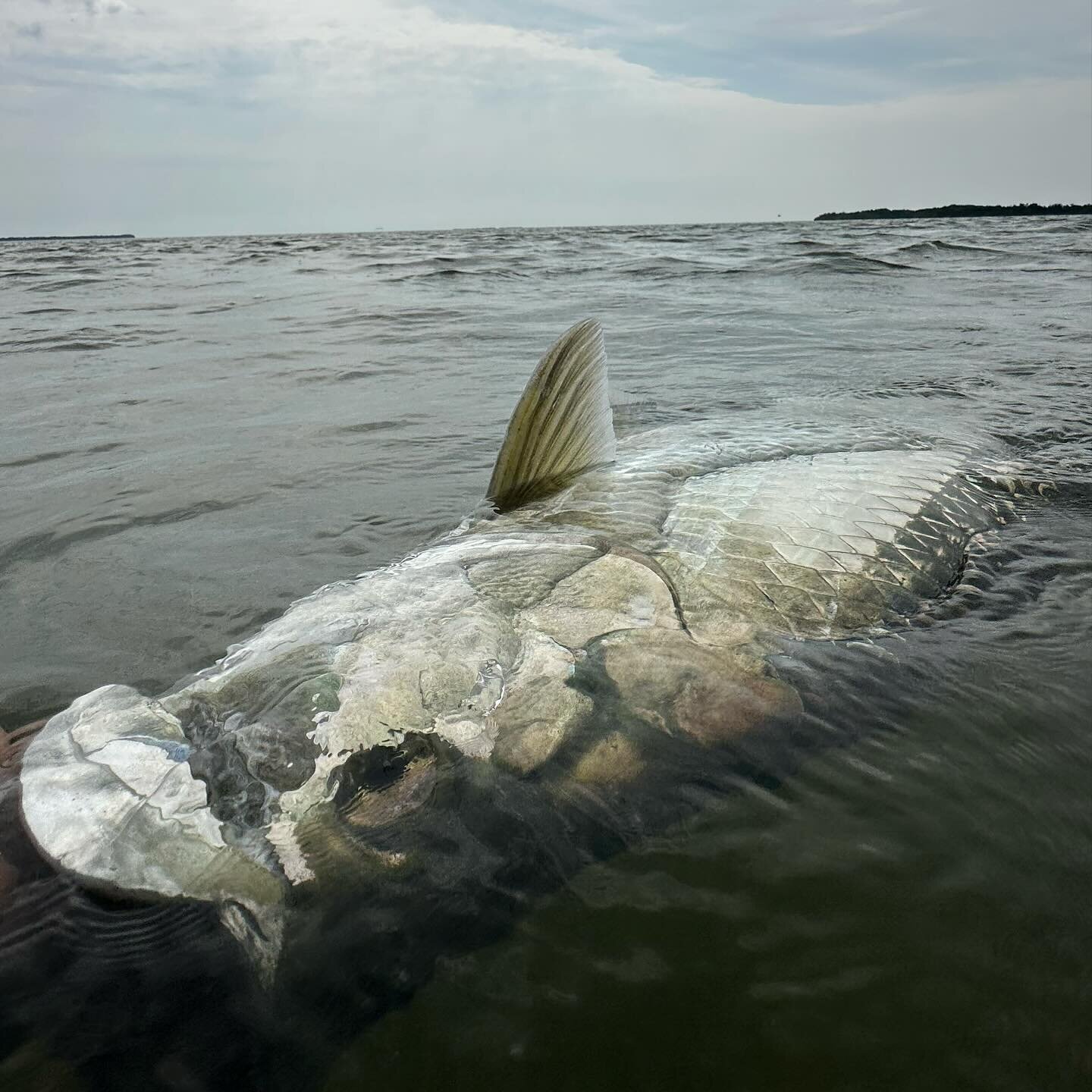 Super awesome couple of weeks jumping and landing poon with new and return anglers. Had a lot of literal ups and downs with some giant silver kings. Lost some heartbreakers and got to get my hands on a few firsts for the guys. 

My guests always ask 