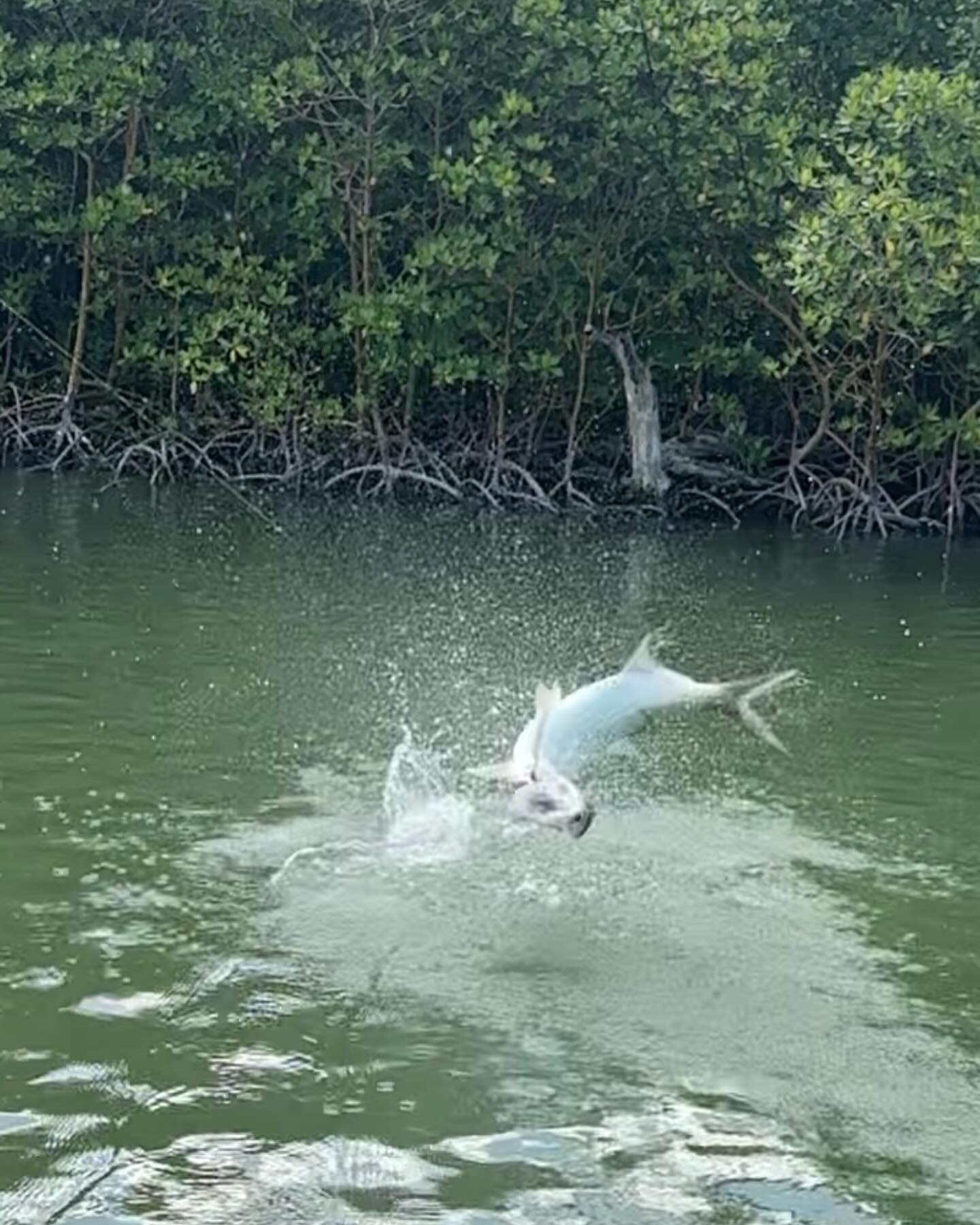 Backcountry poon action never disappoints. It&rsquo;s super awesome hooking these guys in creeks. Is typically a disaster with fish diving under the boat, lines snapping, and an occasional rod break. 
@hellsbayboatworks 
@hardyfishing 
#tarponfishing