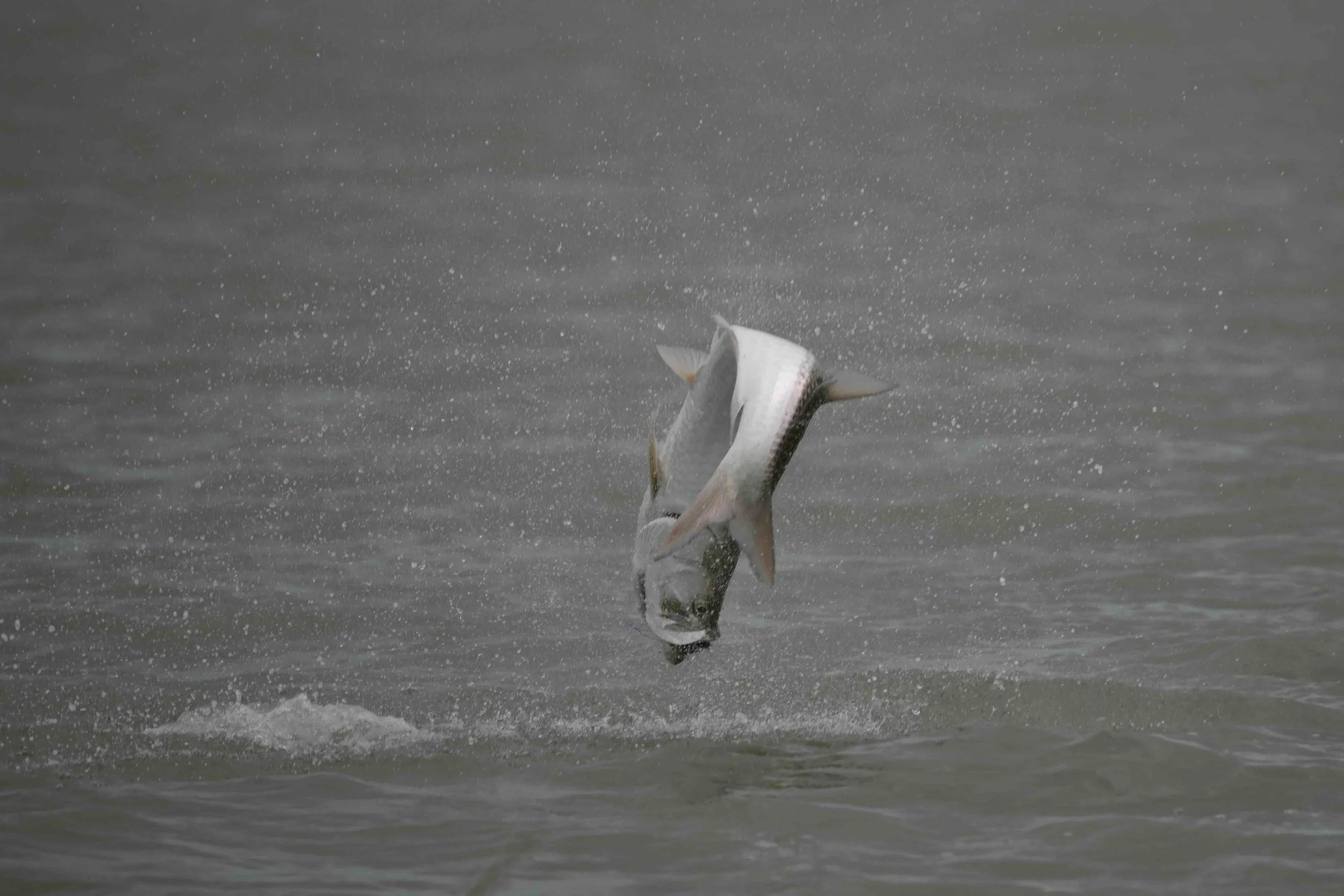 Islamorada Fishing Report