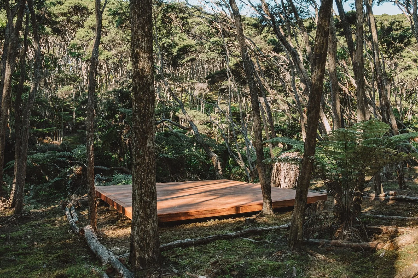 Wooden platform in a dense forest with tall trees and green foliage.