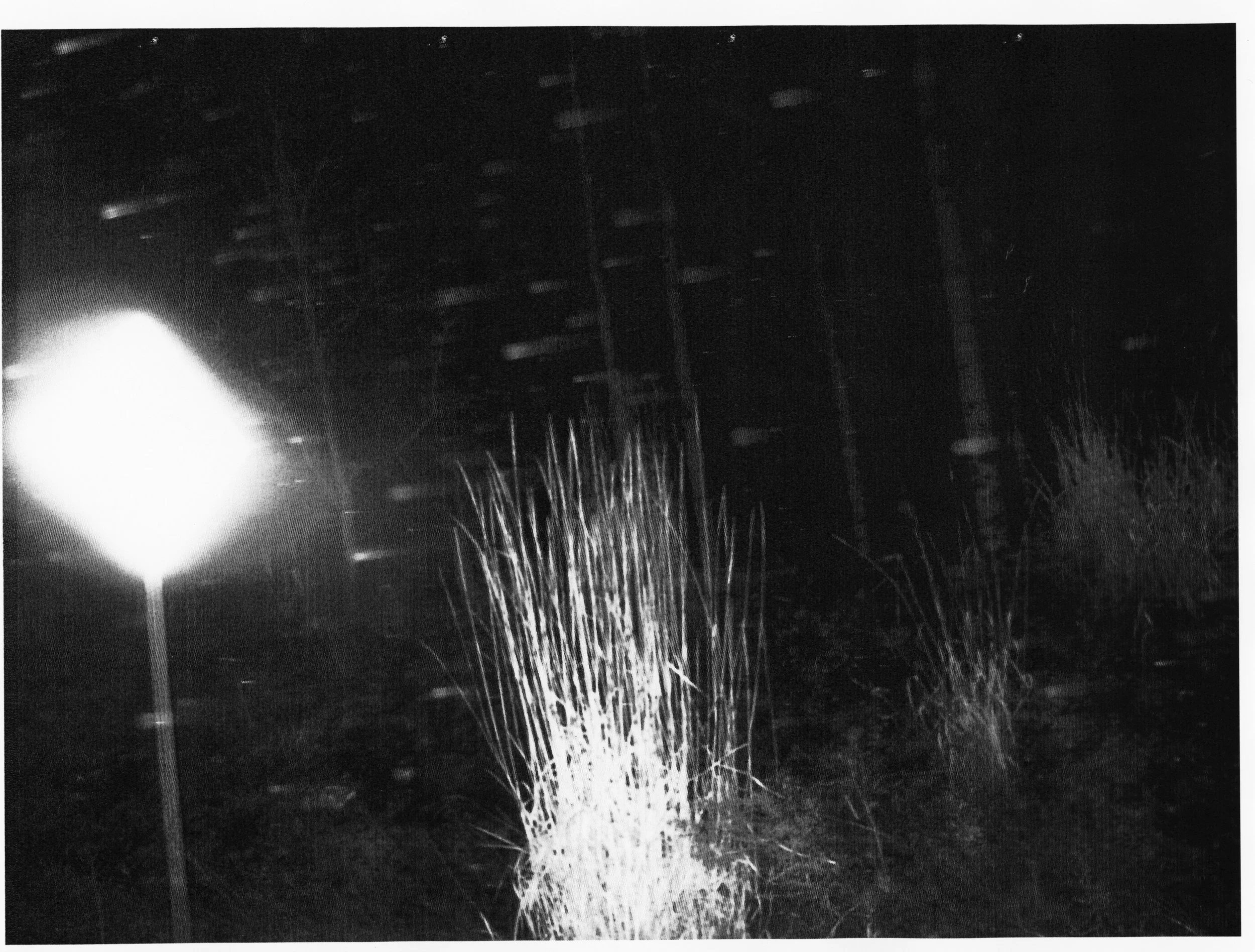 8.Sign+Bush.jpg