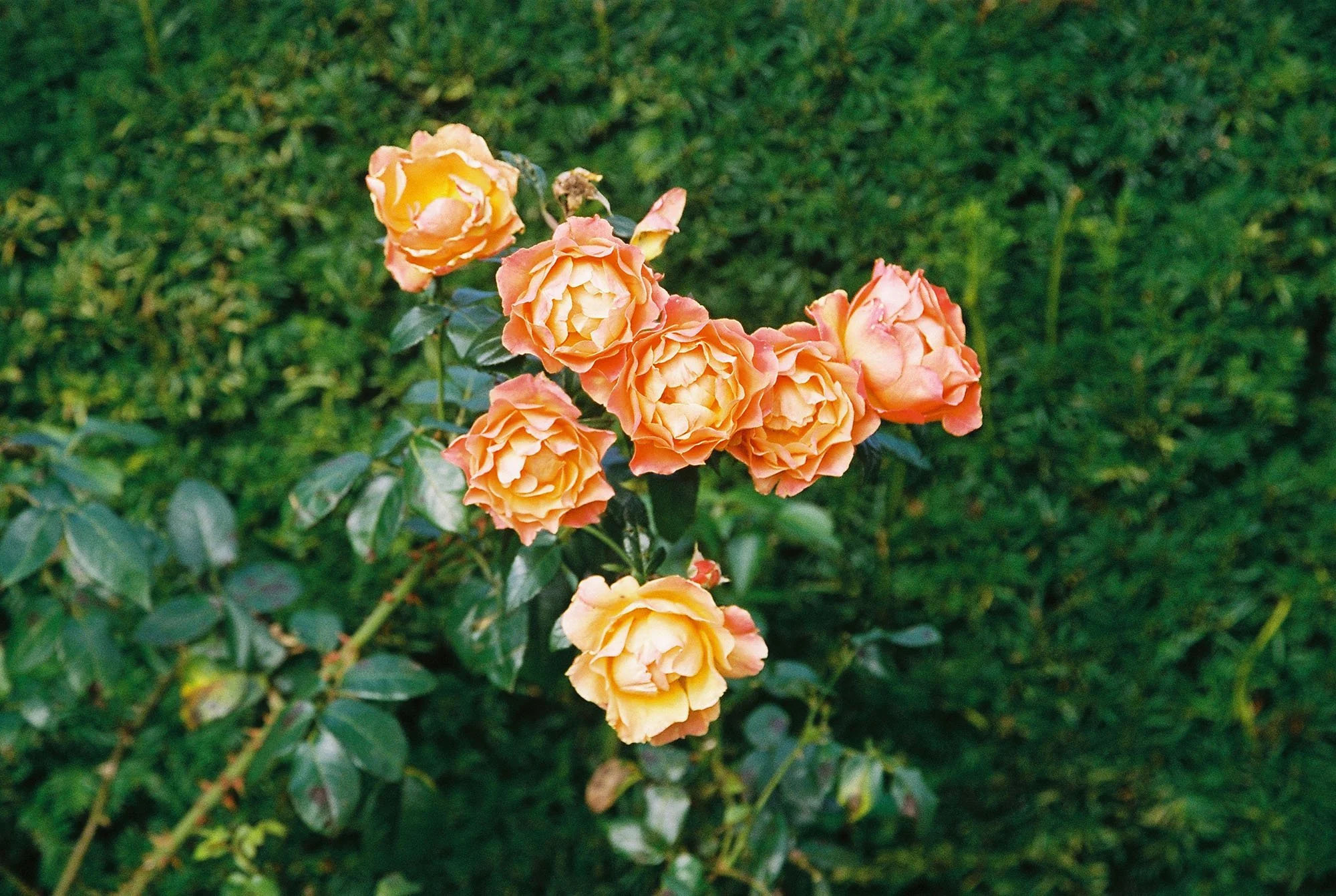 C000140-R1-29-30A.jpg