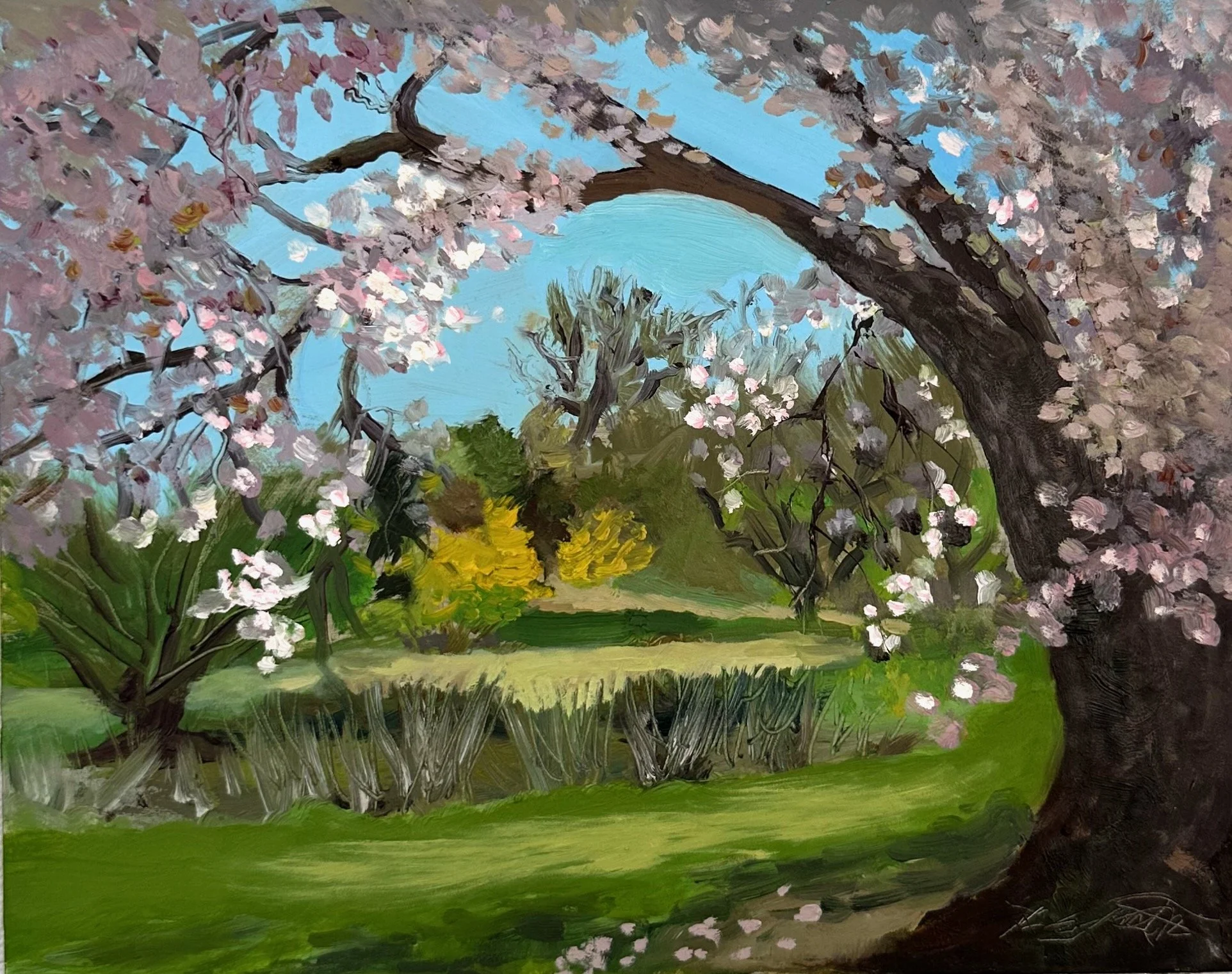 Arboretum Cherries