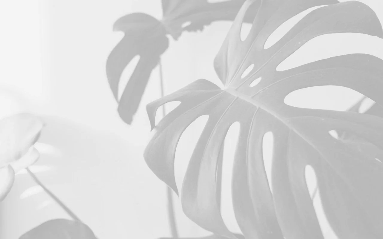 Monstera leaves in grayscale with prominent holes and splits.