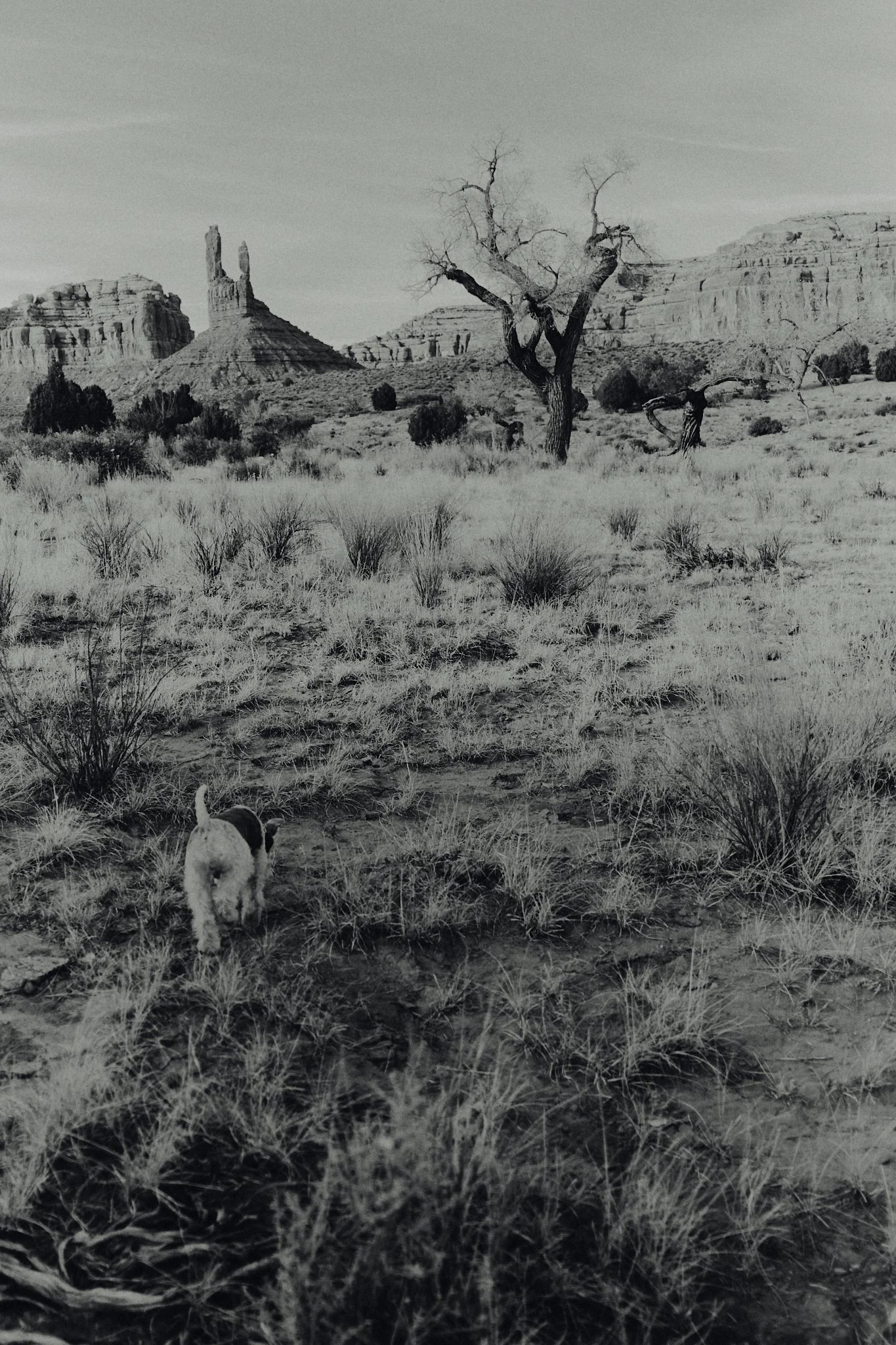 A black and white photo of a desert landscape with a dog walking on a trail, sparse bushes, leafless trees, and towering rock formations in the background.