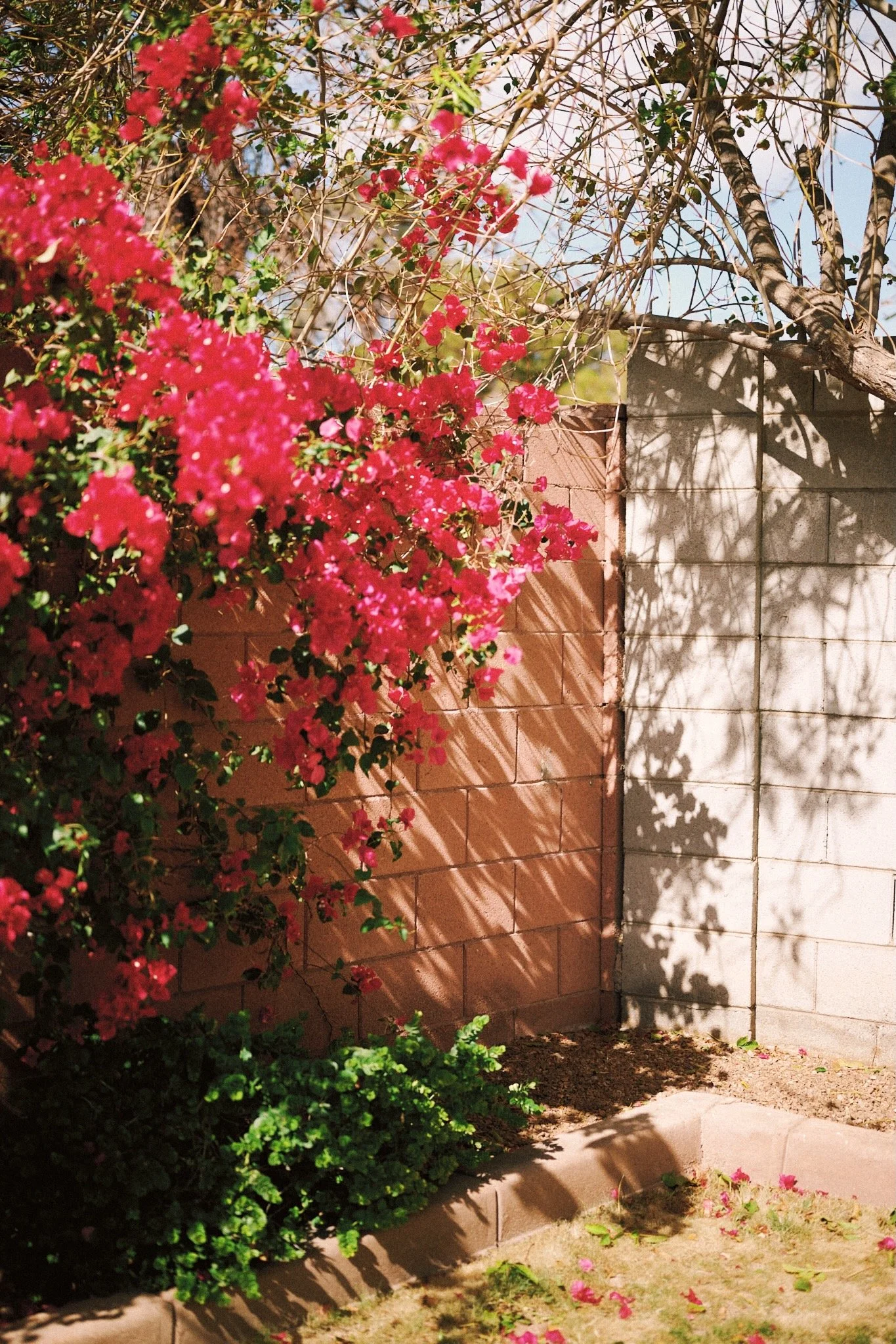 Pink bougainvillea flowers growing alongside a brick wall, with sunlight casting shadows of the branches and leaves.