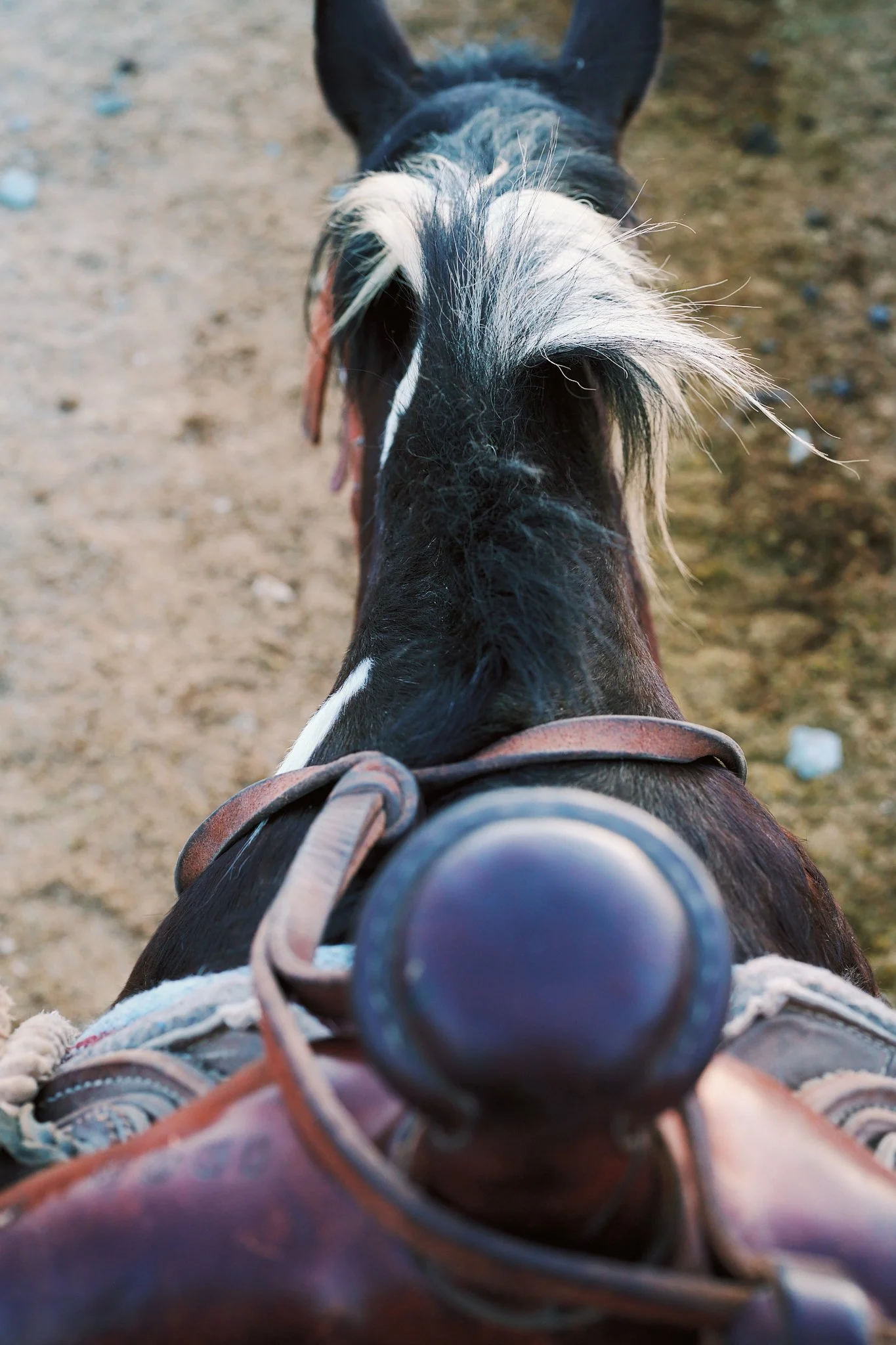 Top-down view of a horse's head and neck, looking down from the rider's perspective, with the horse's mane and bridle visible, on a dirt ground.