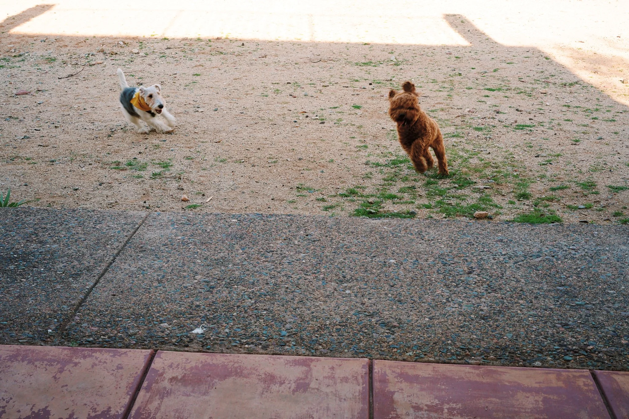 Two dogs playing and running on a sandy area outdoors, one small brown dog and another small white and gray dog wearing a yellow bandana.