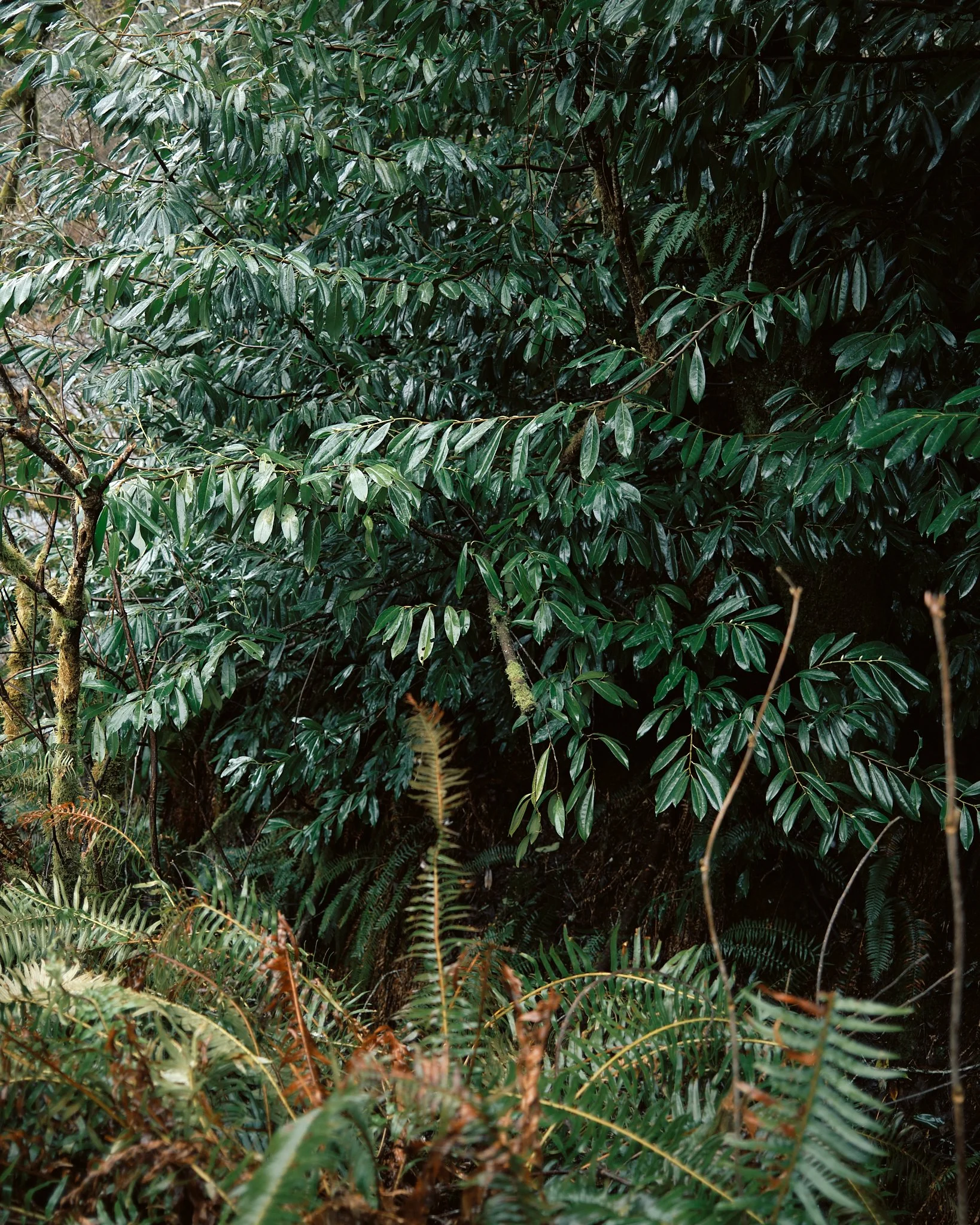 DSCF3050.jpg