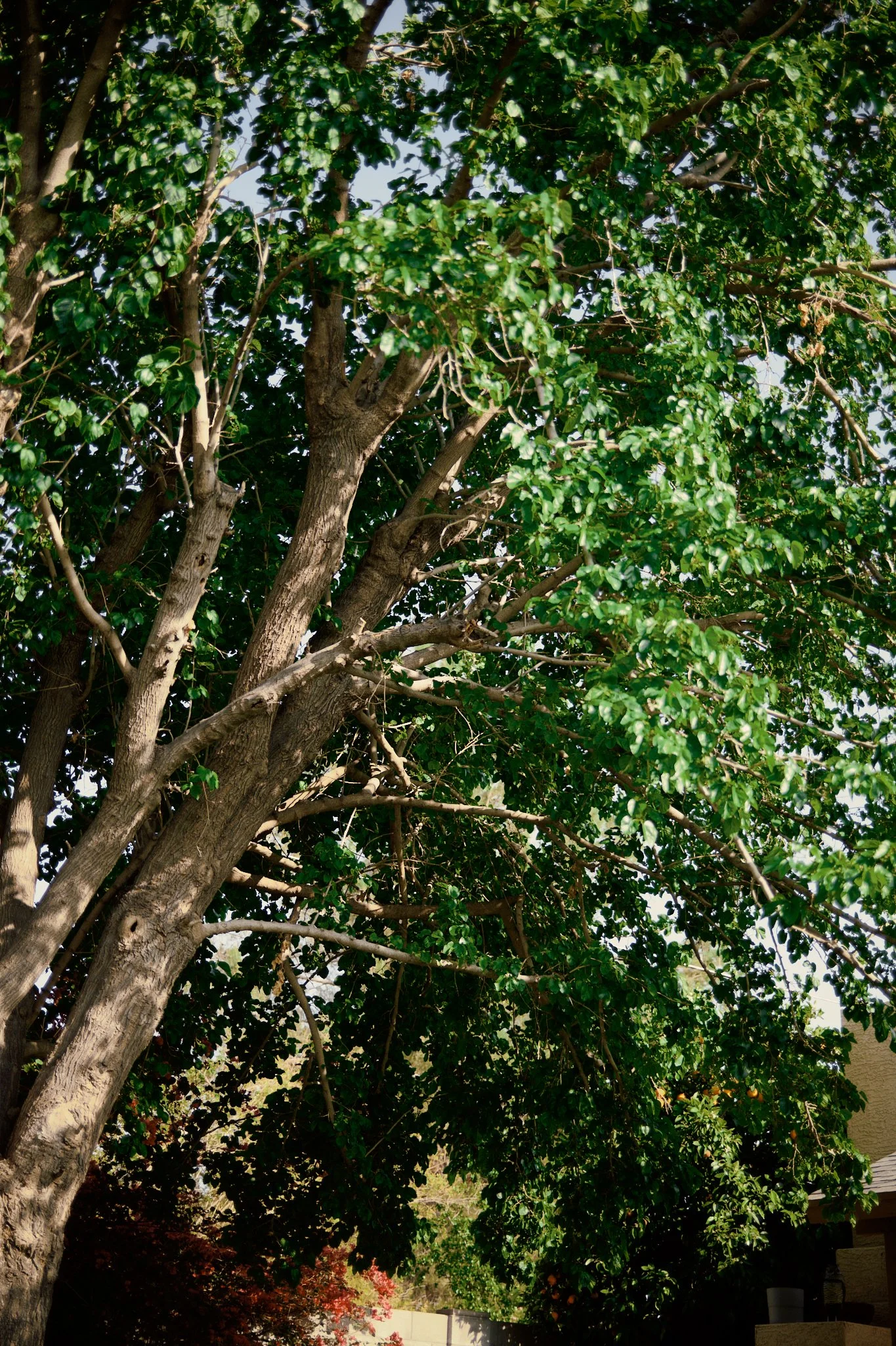 DSCF3700.jpg