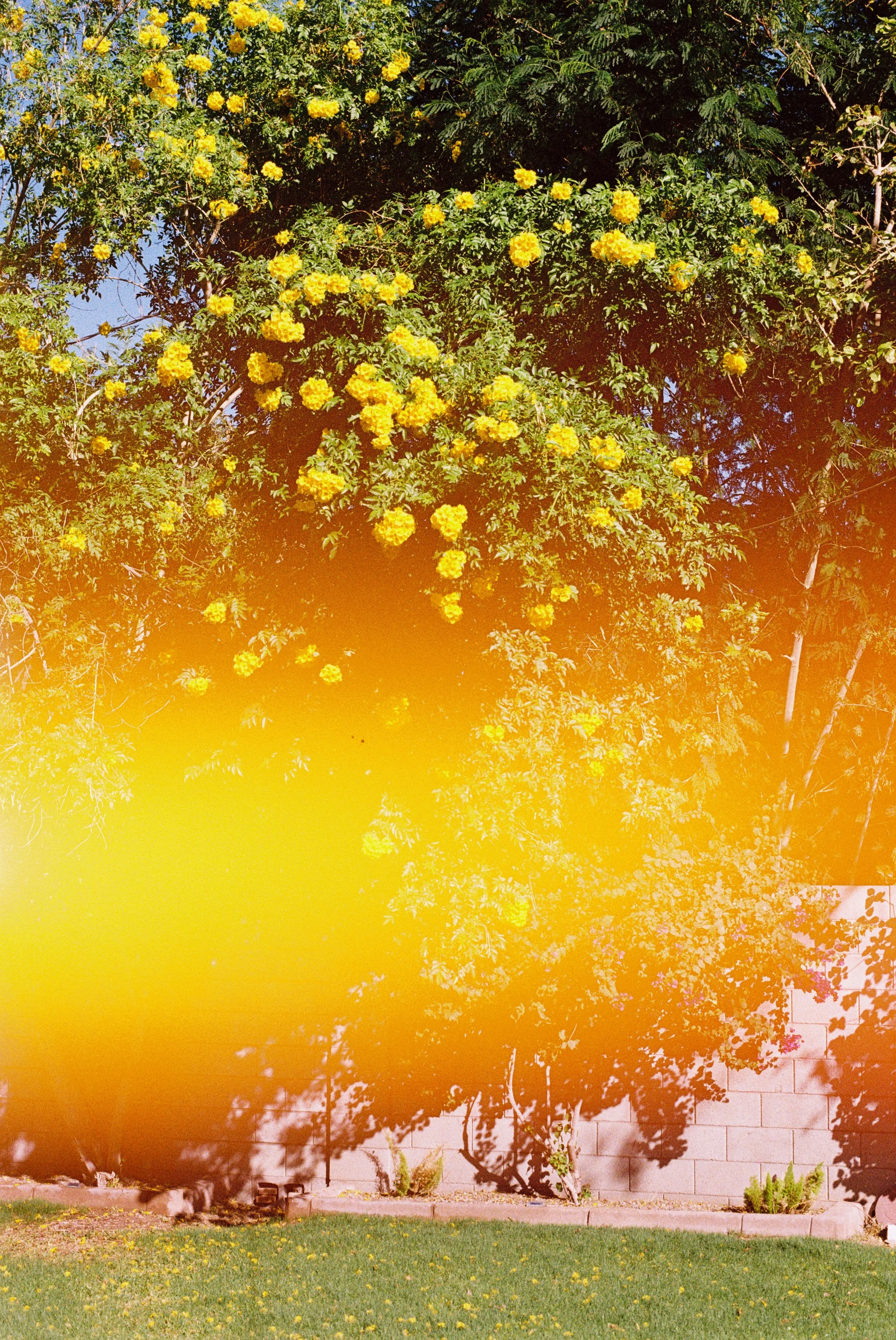 Large tree with yellow flowers in a yard, partly obscured by a yellow-orange light streak.