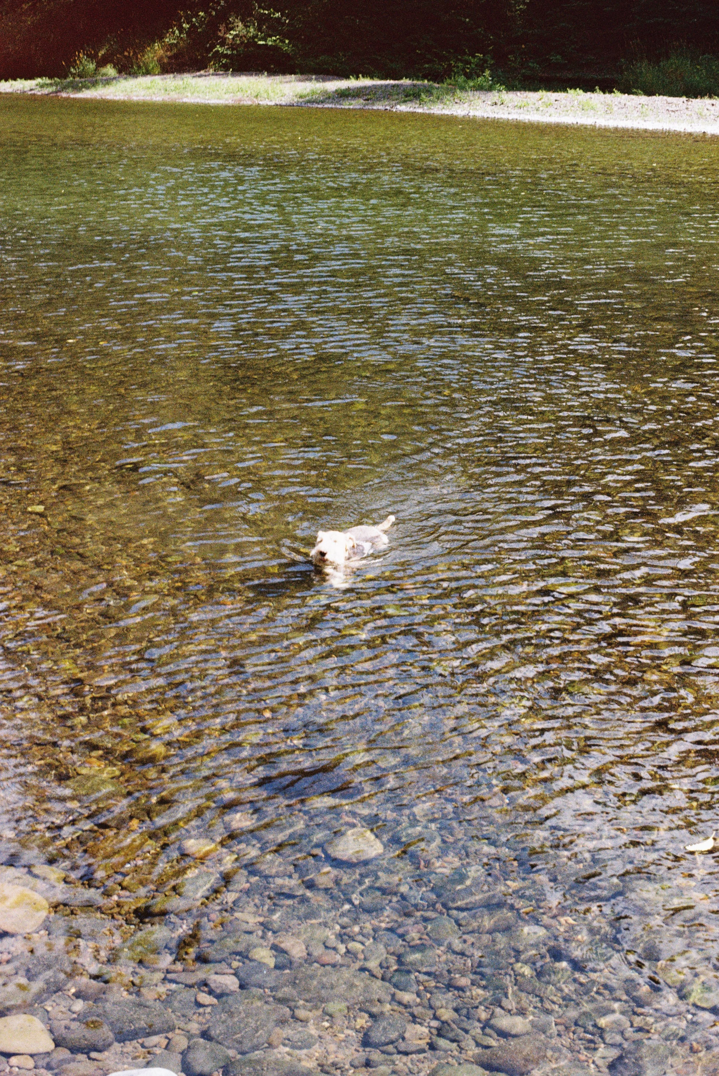 A small white dog swimming in a shallow, clear river with a rocky bottom, surrounded by green trees and foliage.