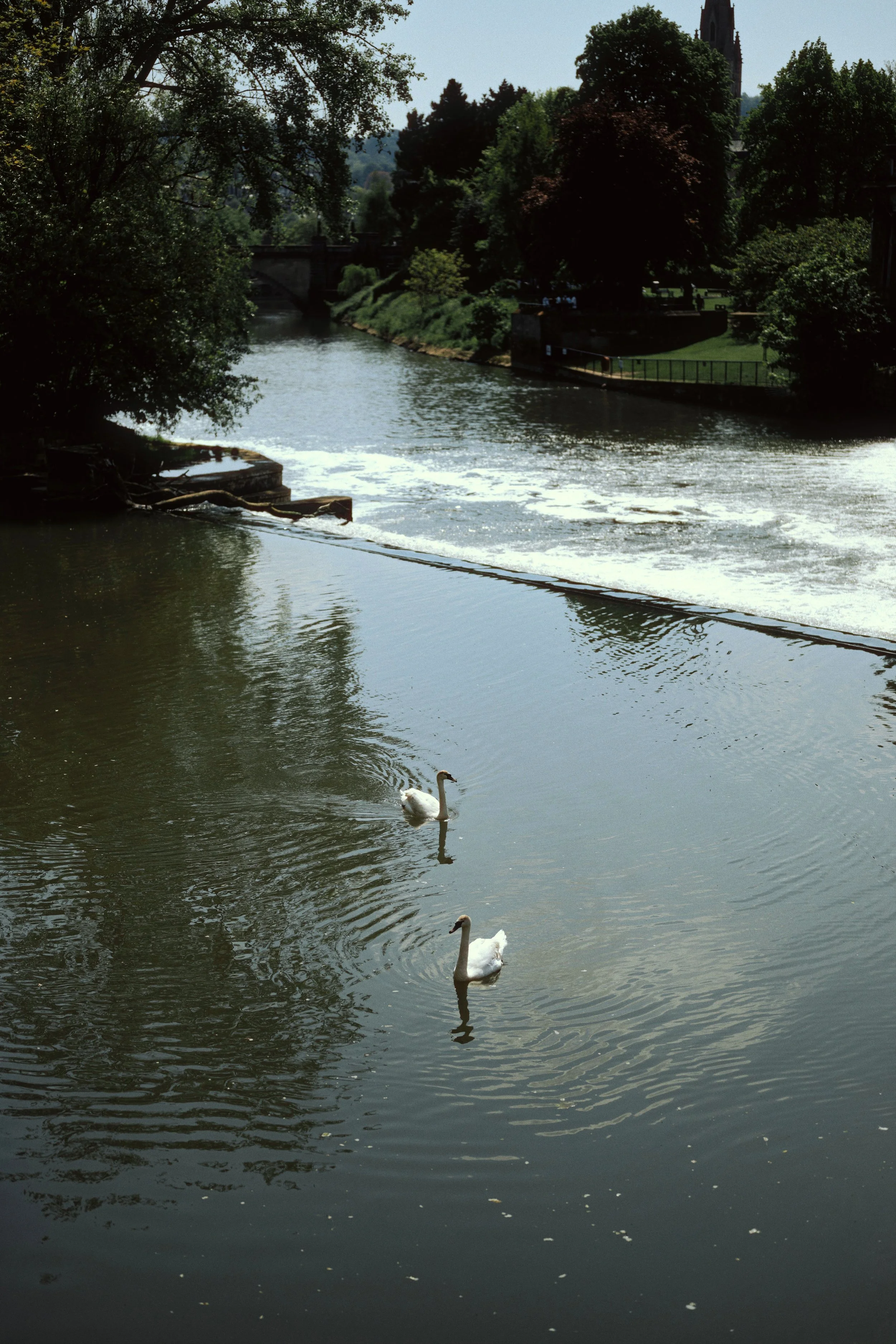 A river with two swans swimming, lined with trees and greenery, with a bridge in the background and a church steeple visible in the distance.
