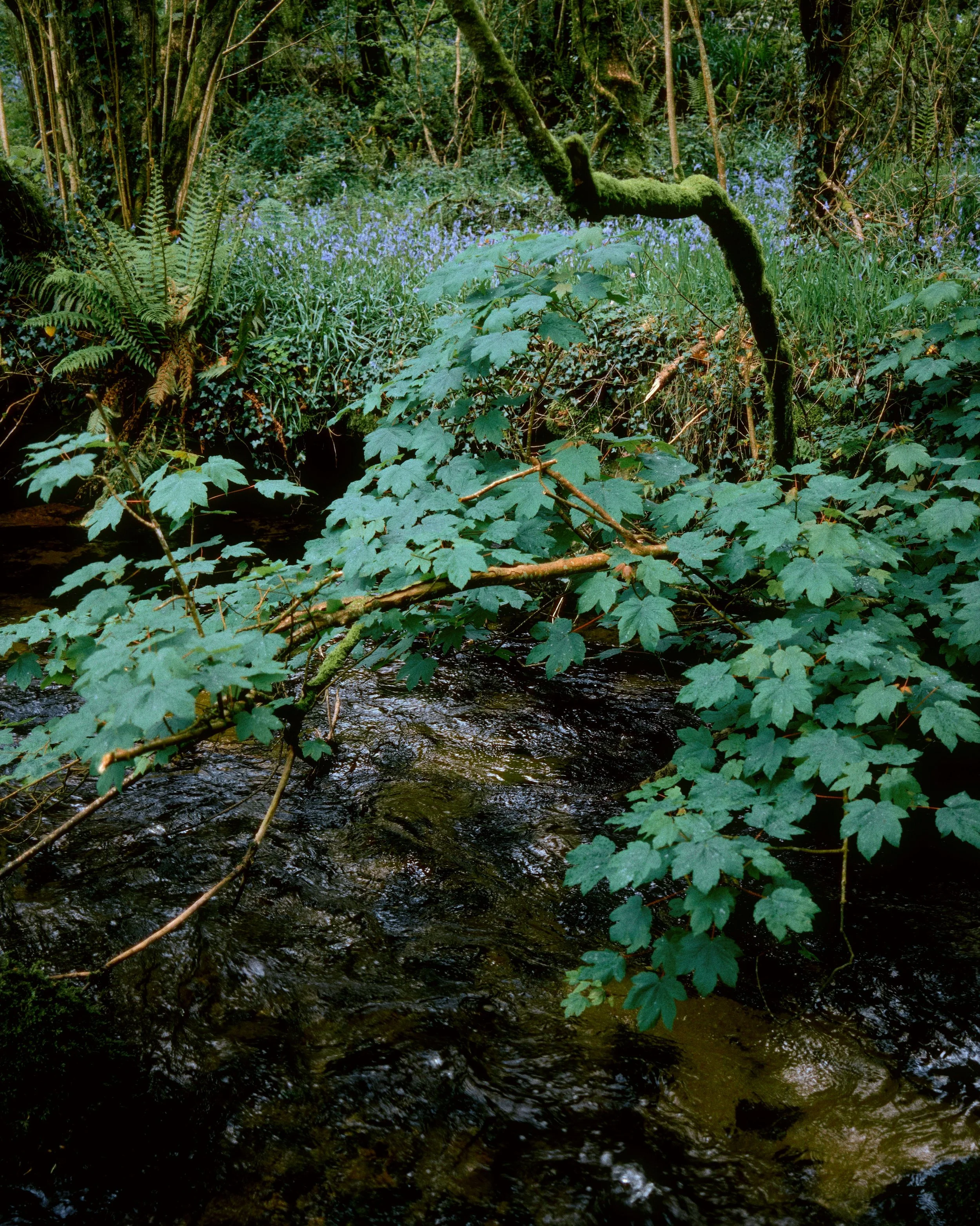 DSCF4616.jpg