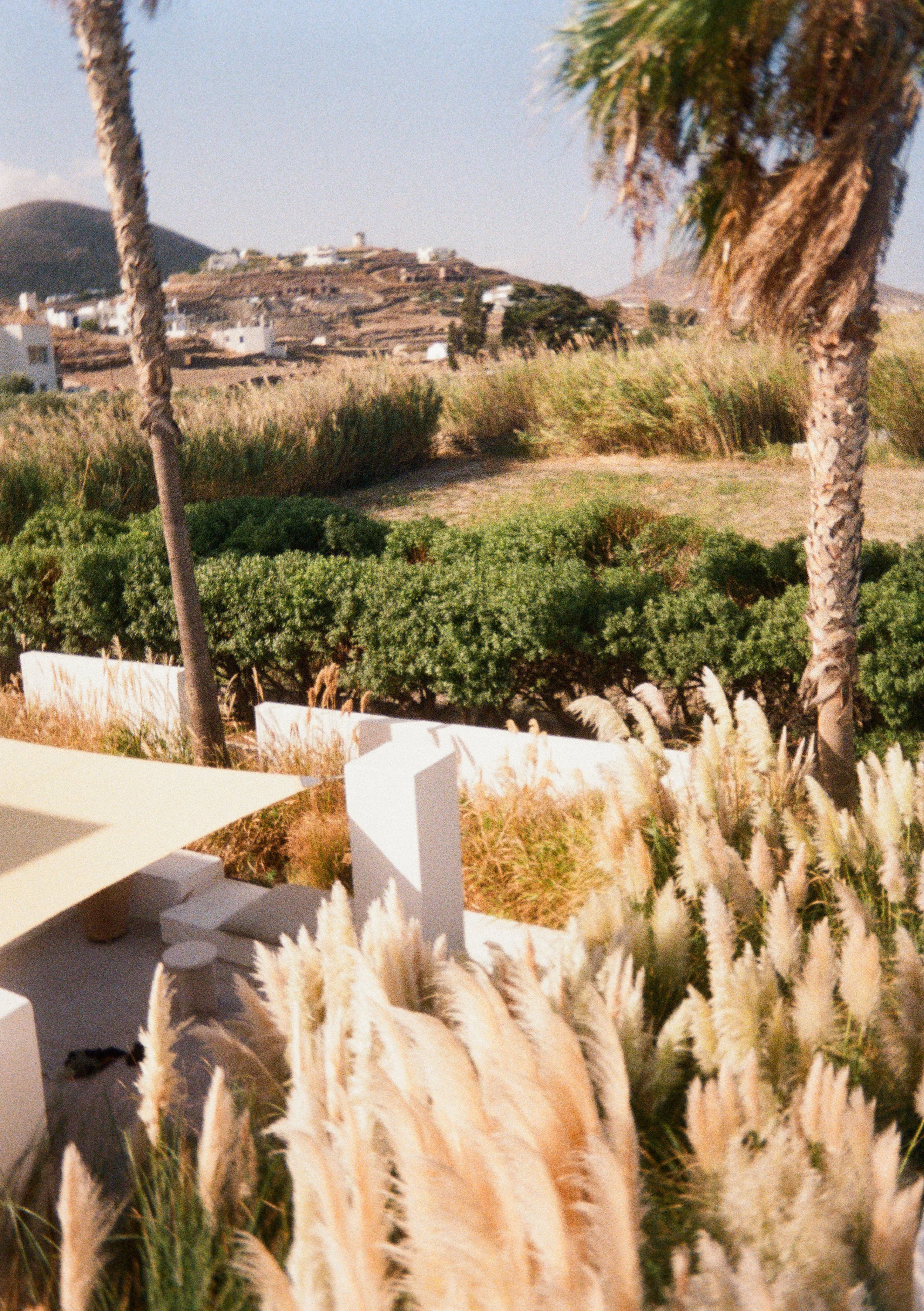 A scenic view with palm trees, green bushes, tall grass, and a hillside with white buildings in the background under a clear sky.