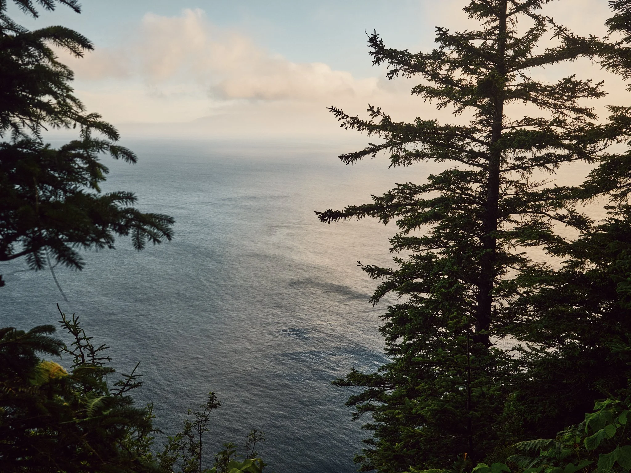 Tall evergreen trees on a hillside overlooking the ocean, with a few clouds in the sky during sunset or sunrise.