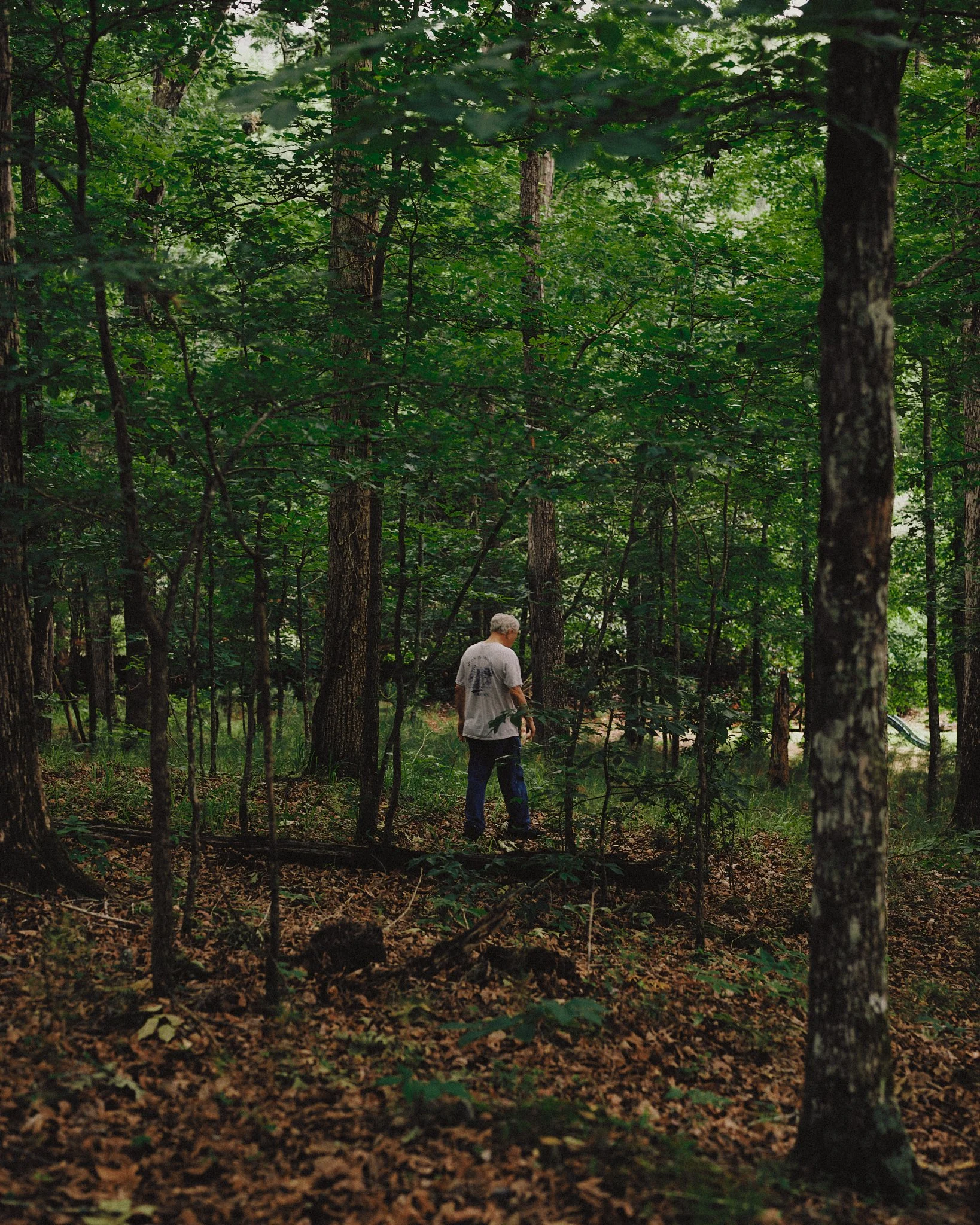 A person with gray hair walking in a dense forest with tall trees and green leaves, surrounded by fallen leaves and underbrush.