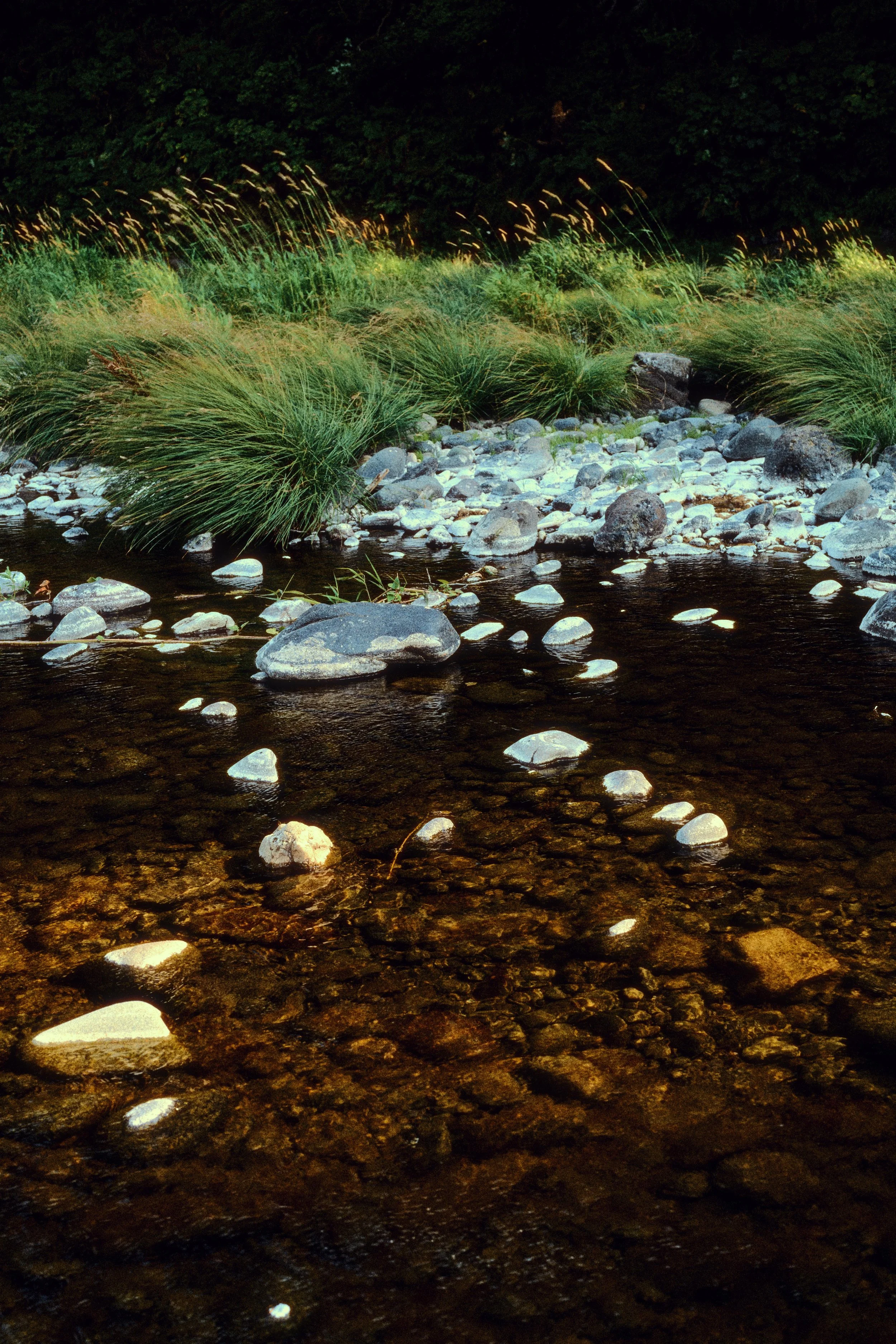 A close-up of a rocky creek with water flowing over stones, surrounded by green grasses and bushes at the edge of a forest.