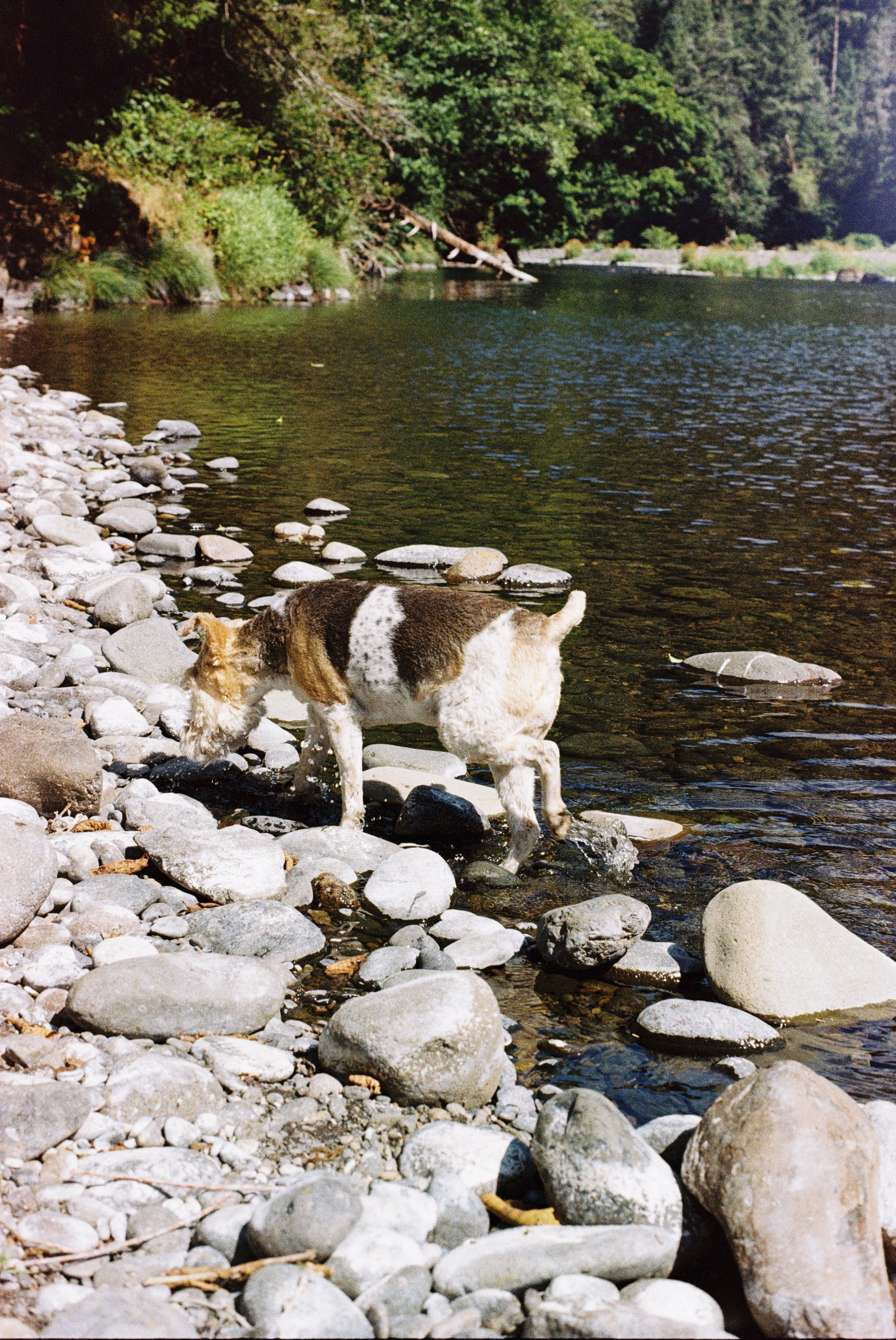 A small dog with brown and white fur standing on a rocky shoreline by a river, with dense green trees in the background.