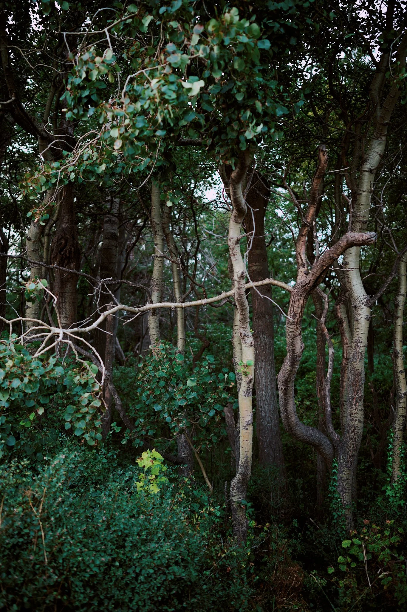 A dense forest with intertwined tree trunks and green foliage.