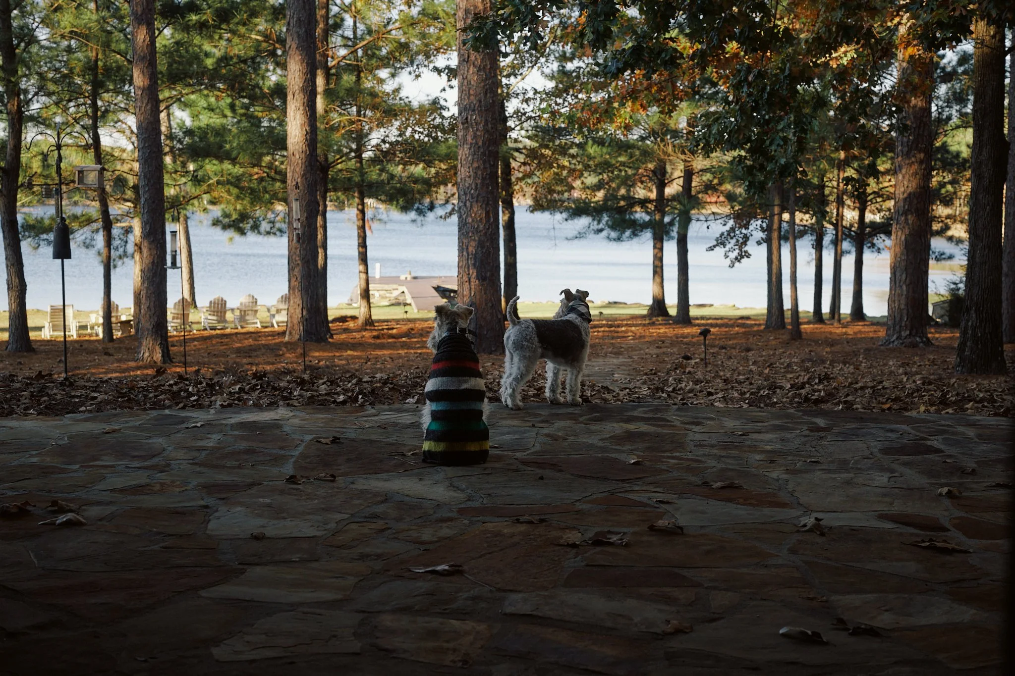 Two dogs sitting on a stone patio, looking towards a lake through trees, with Adirondack chairs and a dock in the background.