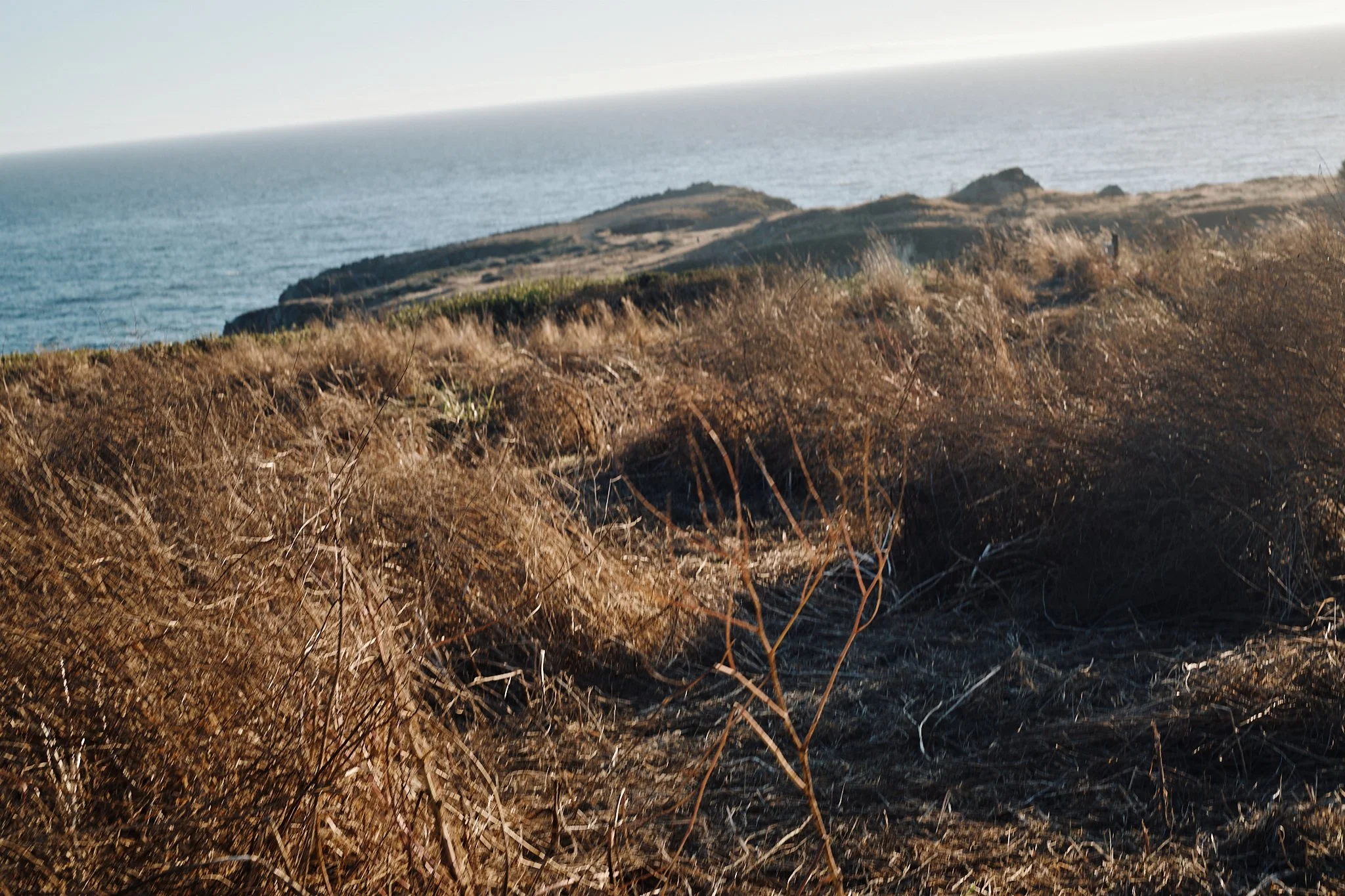 Coastal scene with dry brown grass in the foreground, rugged hills, and the ocean in the background under clear sky.