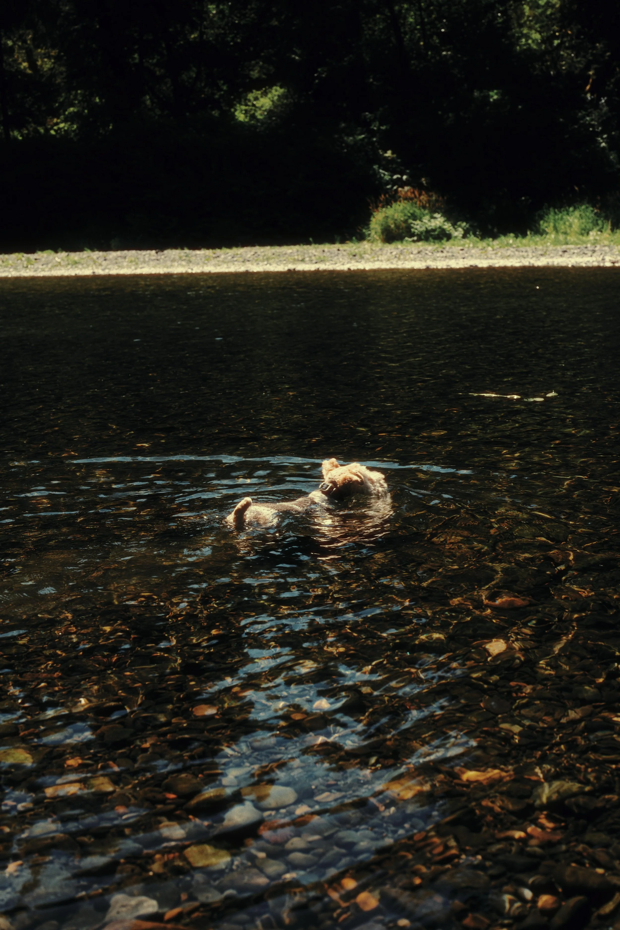 A small dog swimming in a shallow river with a rocky bed, surrounded by trees and natural landscape.