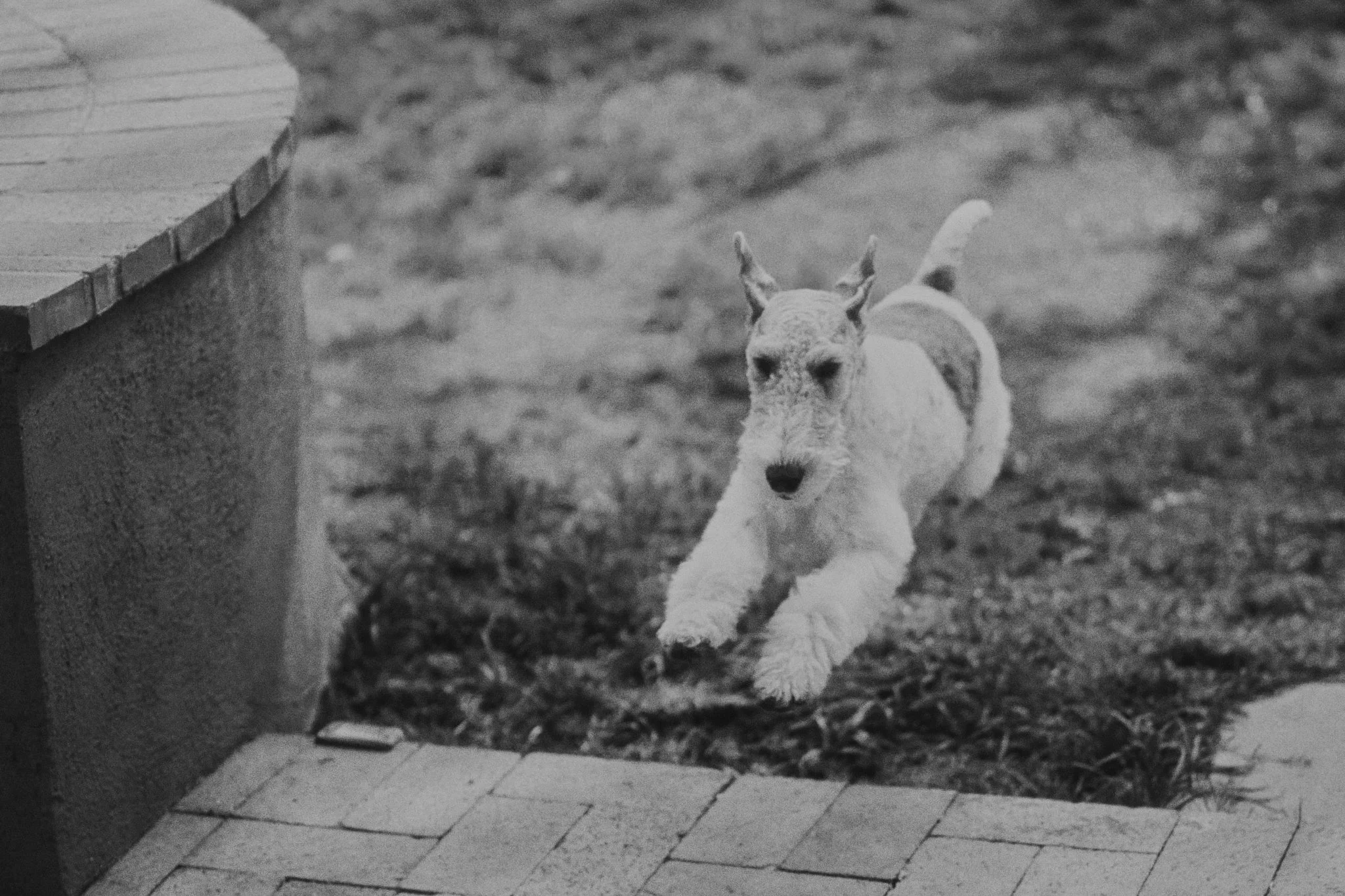 A dog in mid-air jumping over a small brick step outdoors.