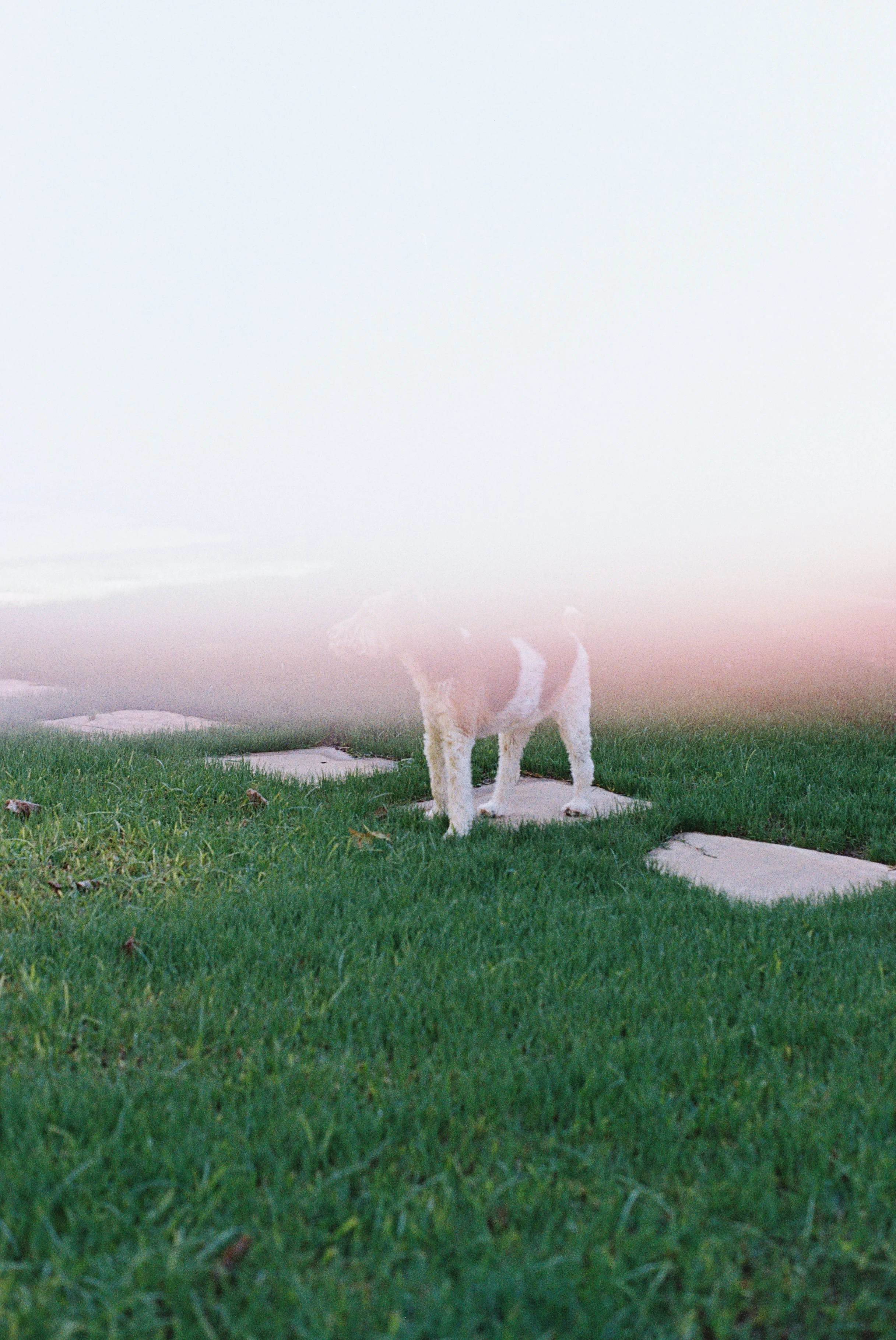 Dog standing outdoors on a grassy area with stepping stones, foggy background, and a pinkish light