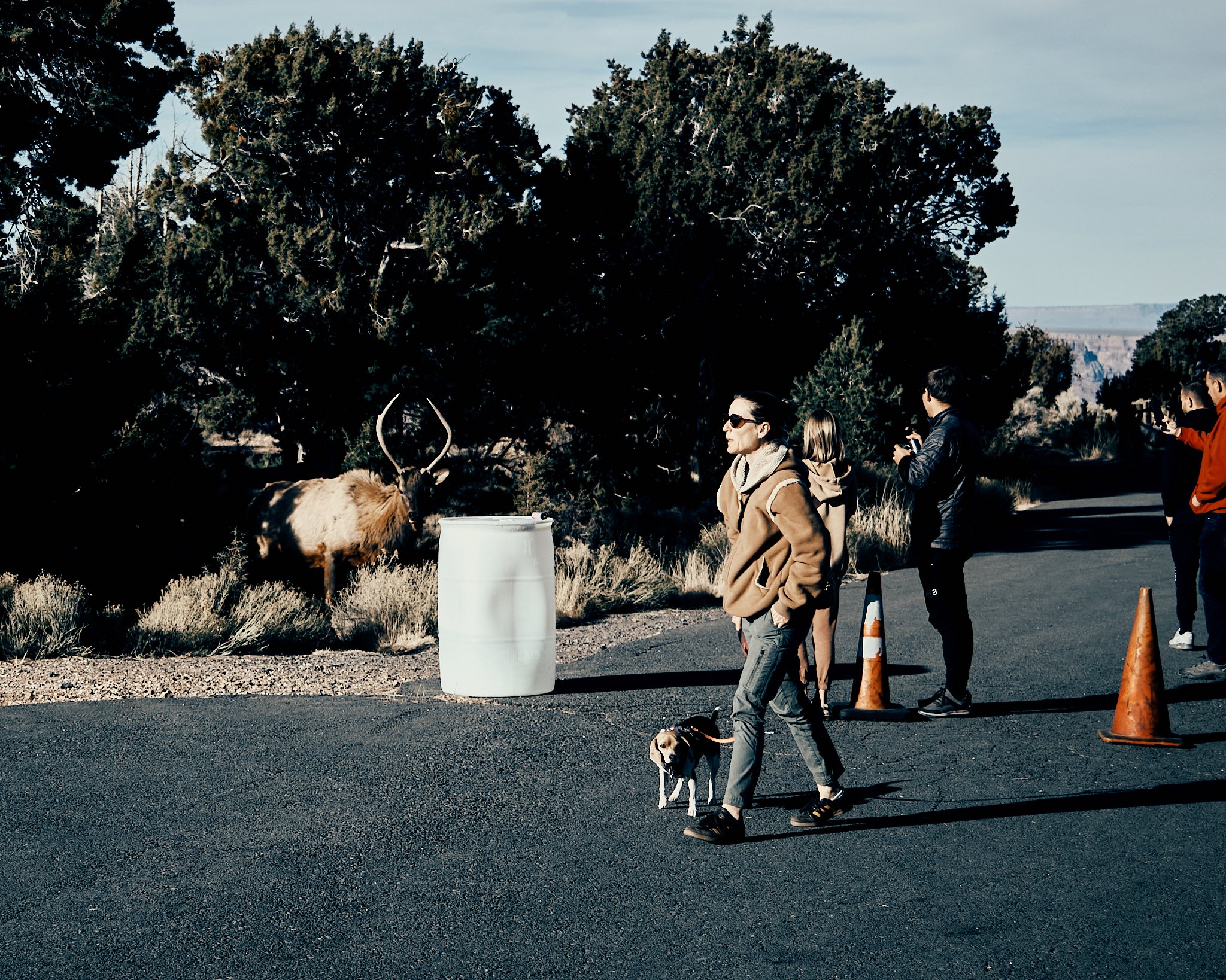 People observing a mule deer in a forested area, with some taking photos and a woman walking her dog along the road.