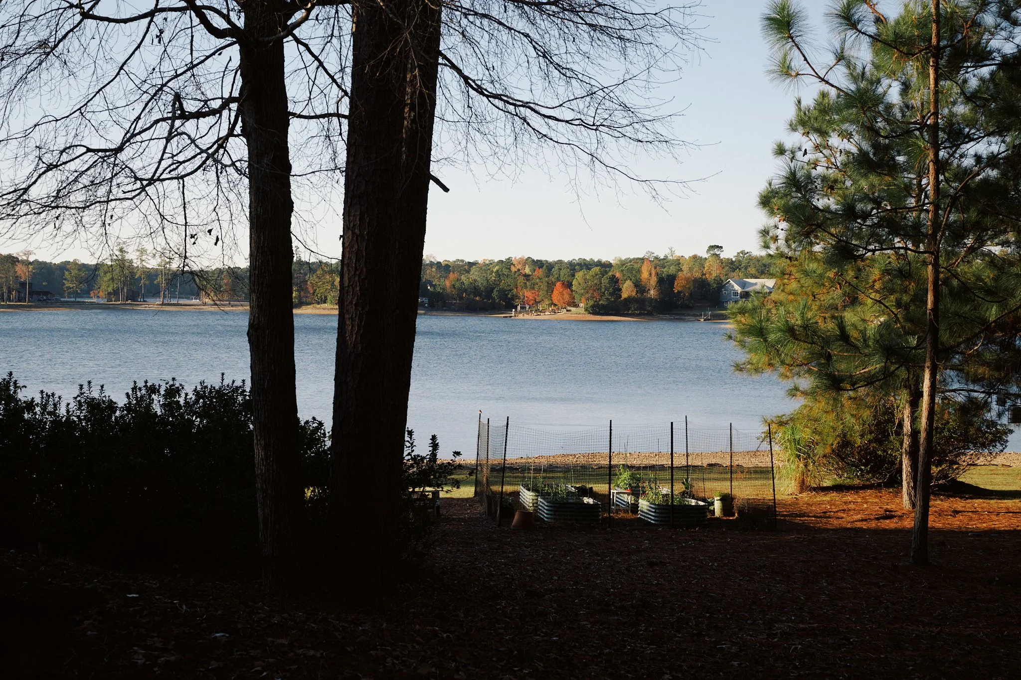 A lakeside view with trees in the foreground, a calm body of water, and houses across the water, with some trees showing fall colors.