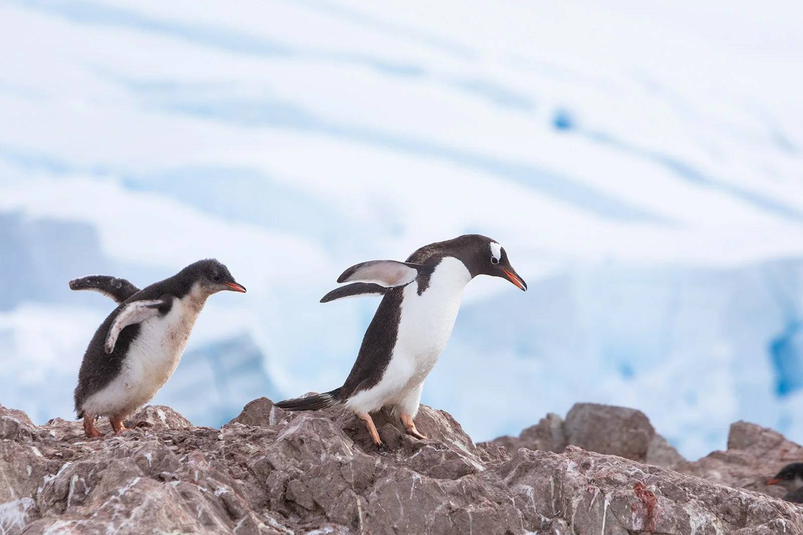 planing-wildlife-photography-trip-antarctica-7.jpg